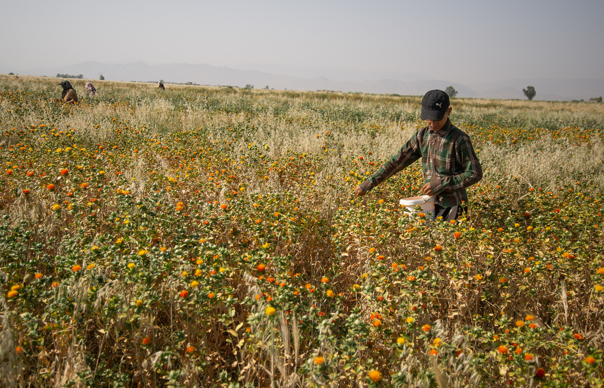  After the higher than normal precipitation of this winter, some farmers are back to plant their farms. Running or underground water is still not enough for wheat or rice, so they are planting safflower. Safflower looks like saffron without its taste
