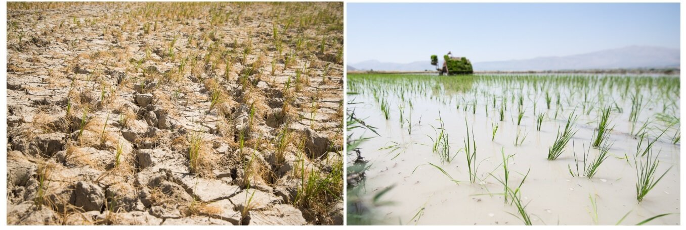  The destiny of nature and people in all areas of the riverbank of Kor has not become like Korbal yet, but all are vulnerable. The left photo was taken in July 2018 in Kamfiruz Plain. The water hole of the farm was dry, the rice field could not survi