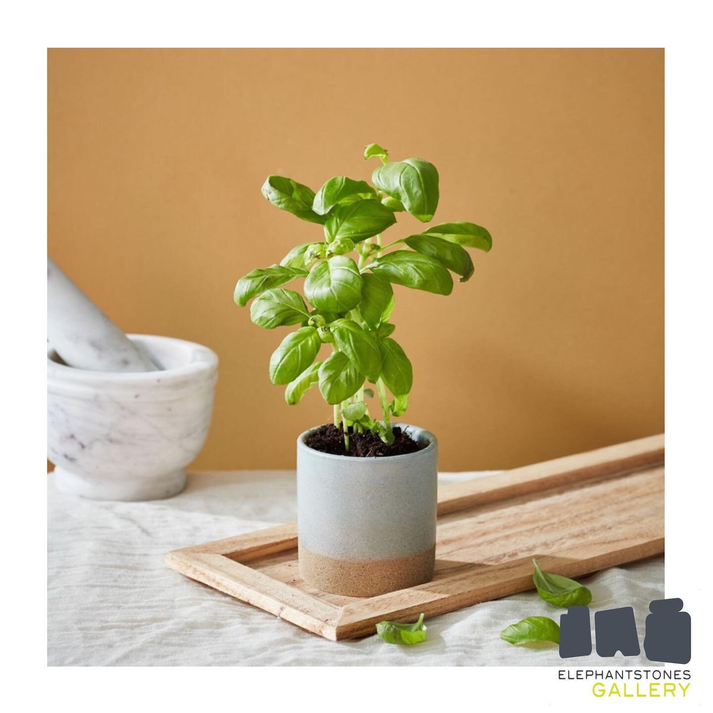 We love seeing how the pots from our candles can be reused! ♻️ Look how perfect they are for growing basil! 🍃
-
Shop our potted candles at the gallery or online and enjoy gorgeous aromas and light followed by the perfect plant pot!
-
Visit us today,