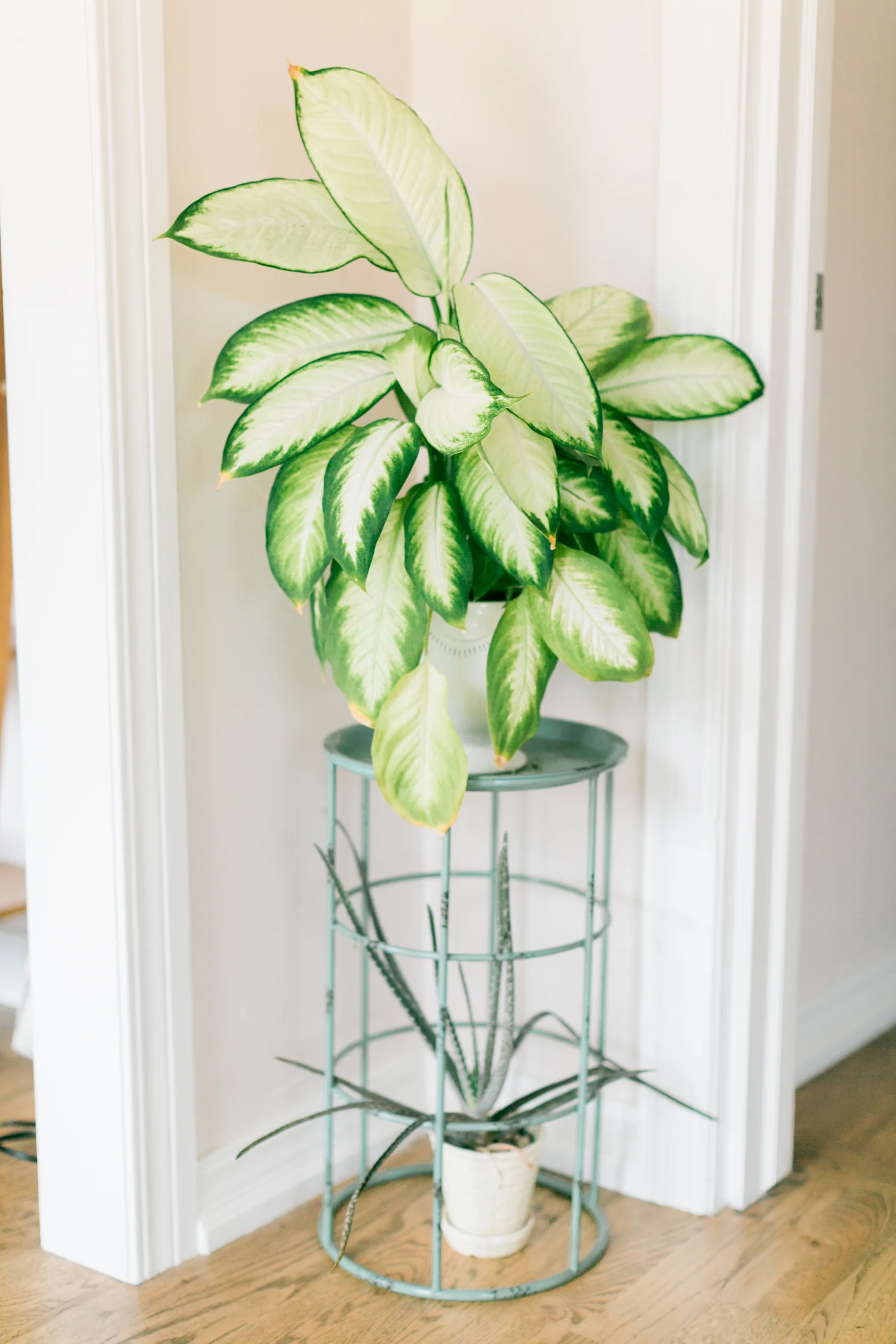 CourtneyPaigeRay_ElixirSkinStudio_BrandingPhotography-228.jpg