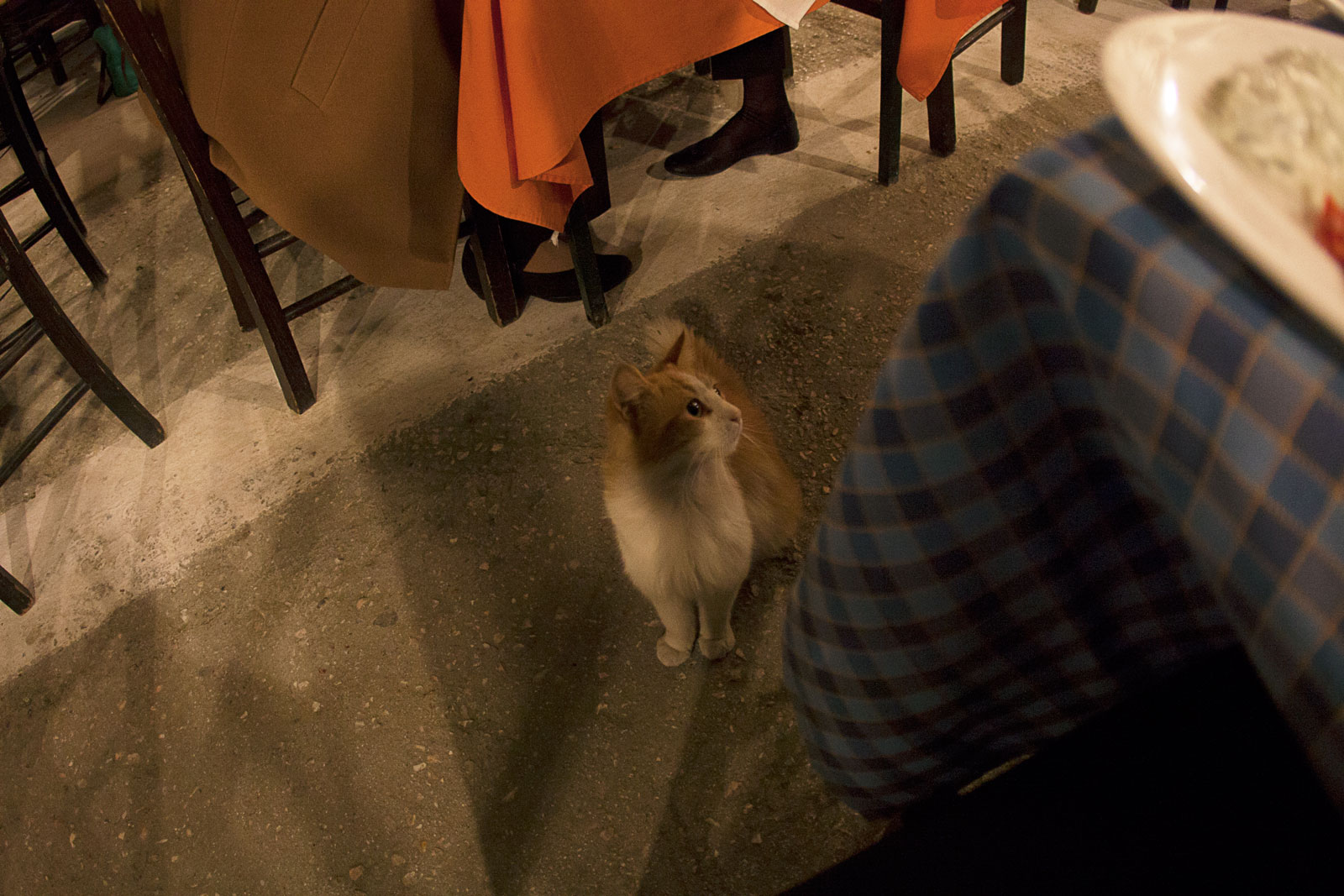 A cat hoping for scraps during dinner