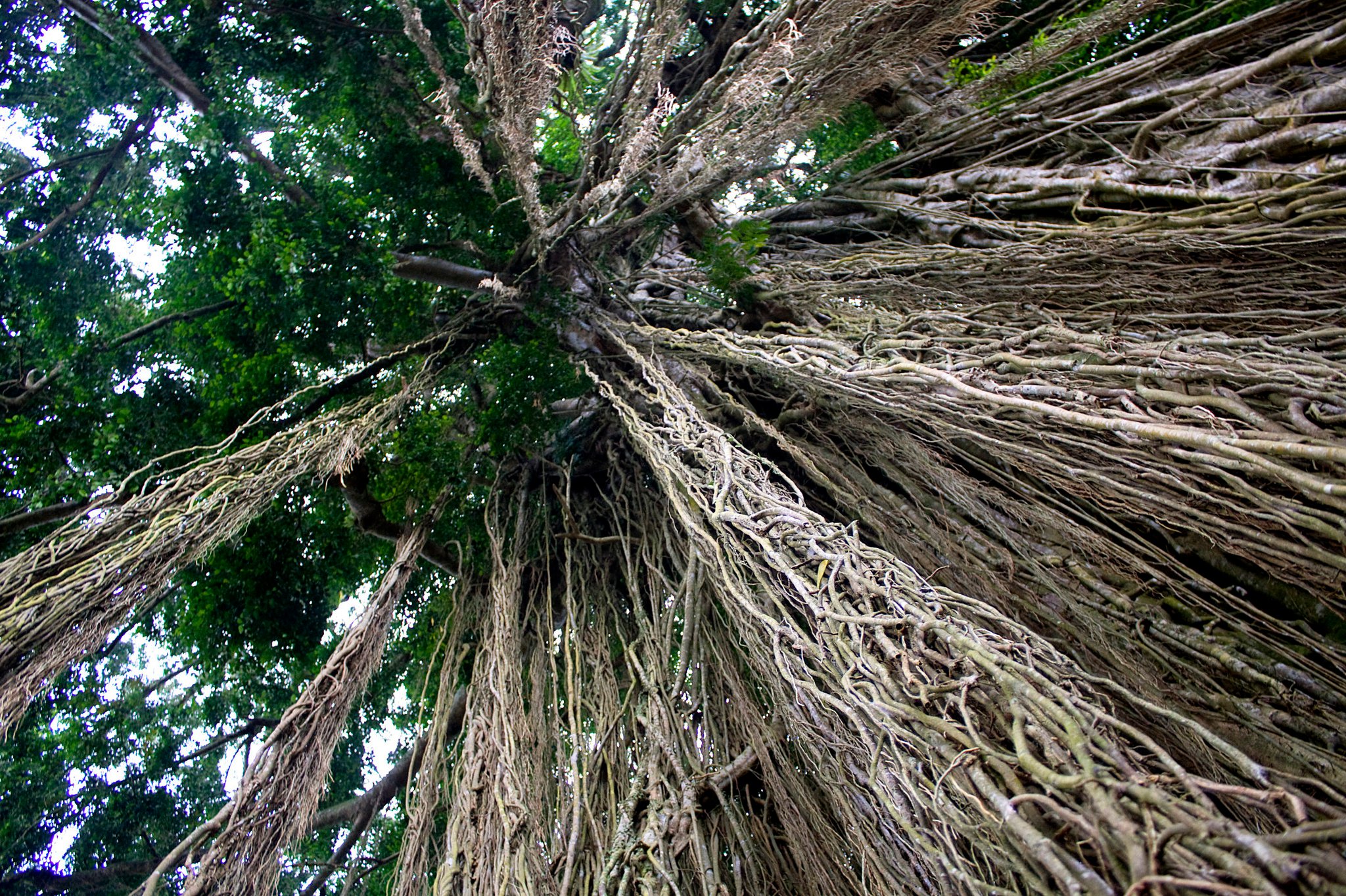 Banyan trees are considered sacred in Bali