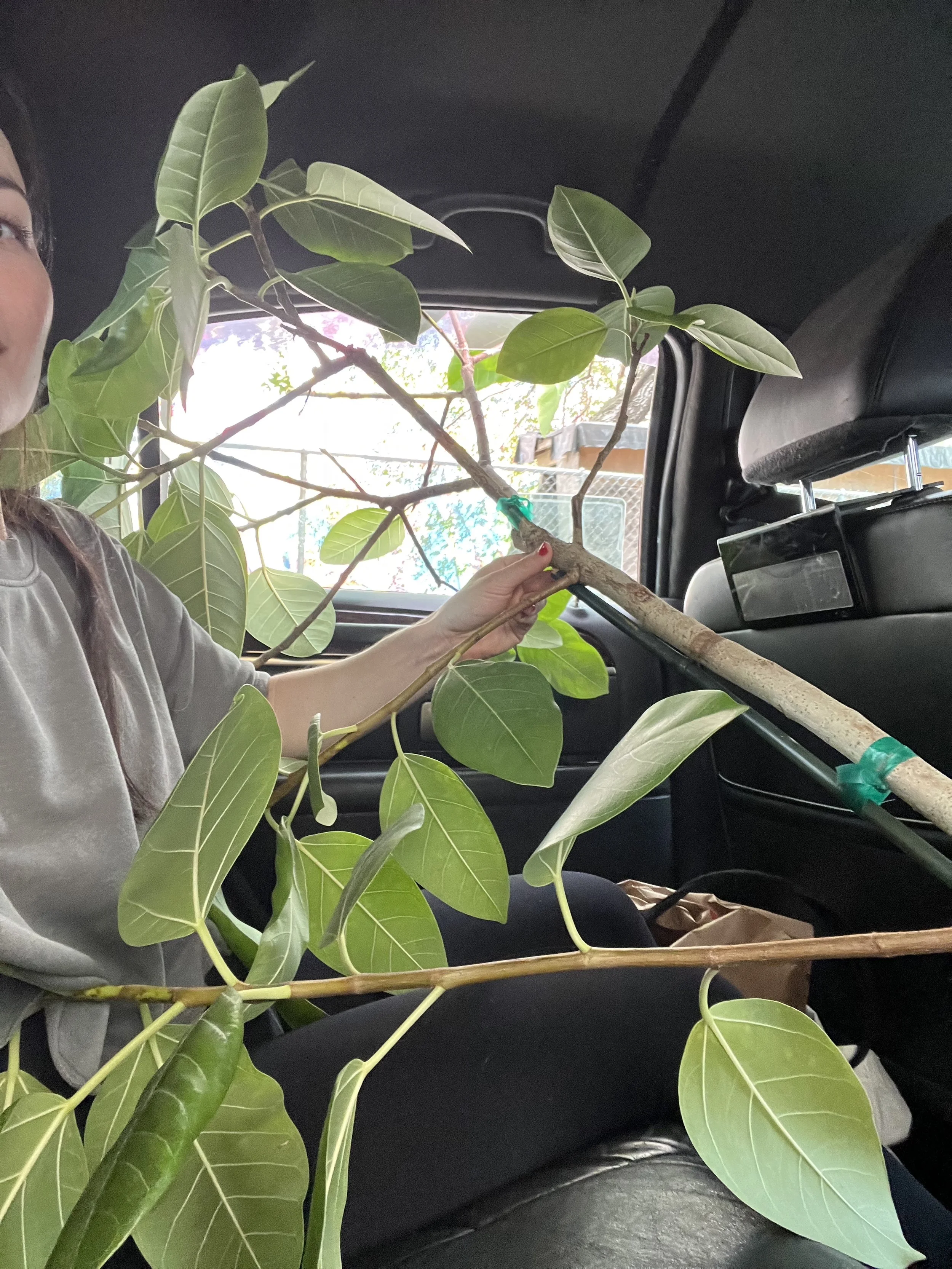 Brought my new tree home in an Uber