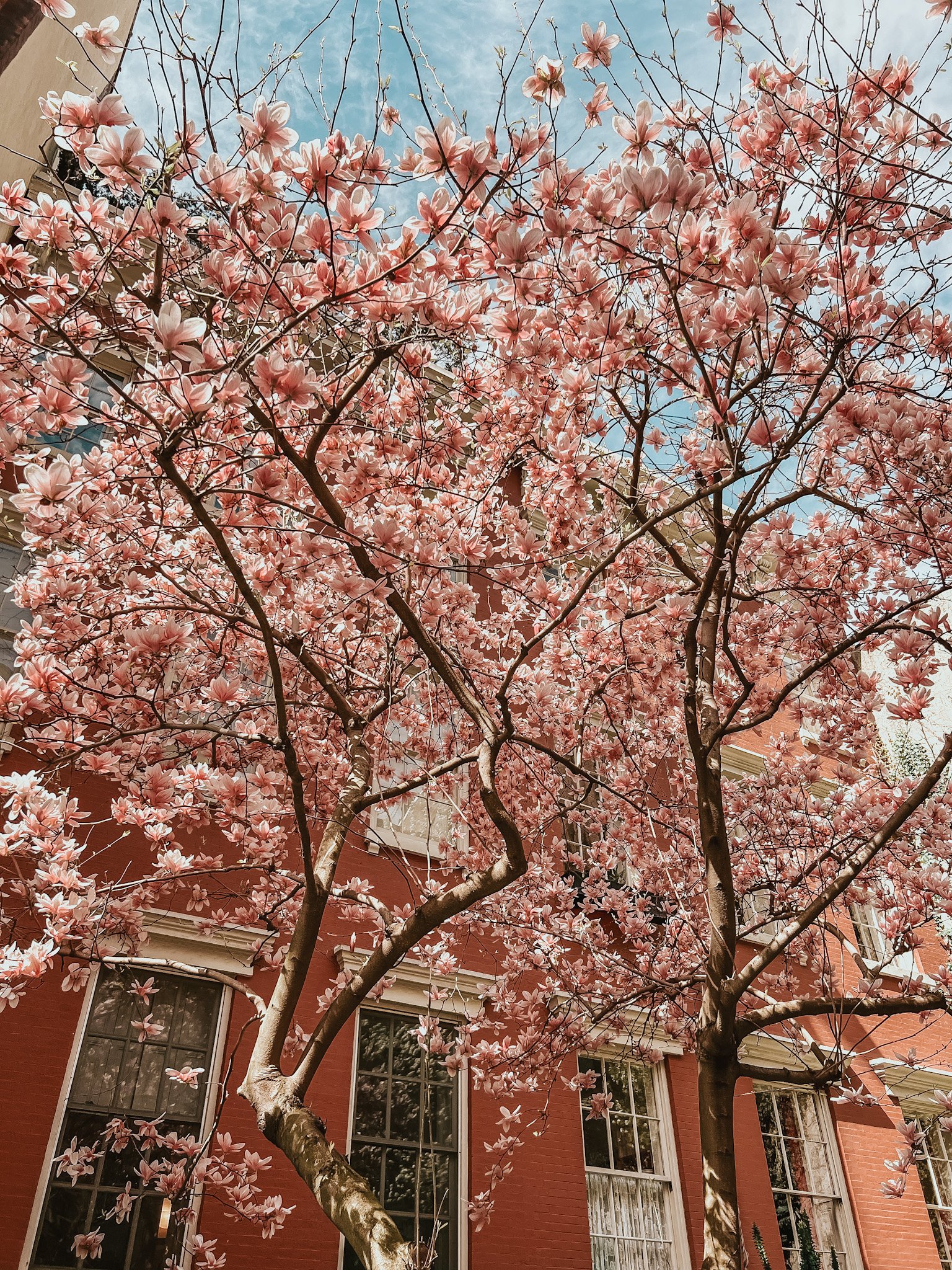 Living in New York has deepened my appreciation of nature 🌸 ✨