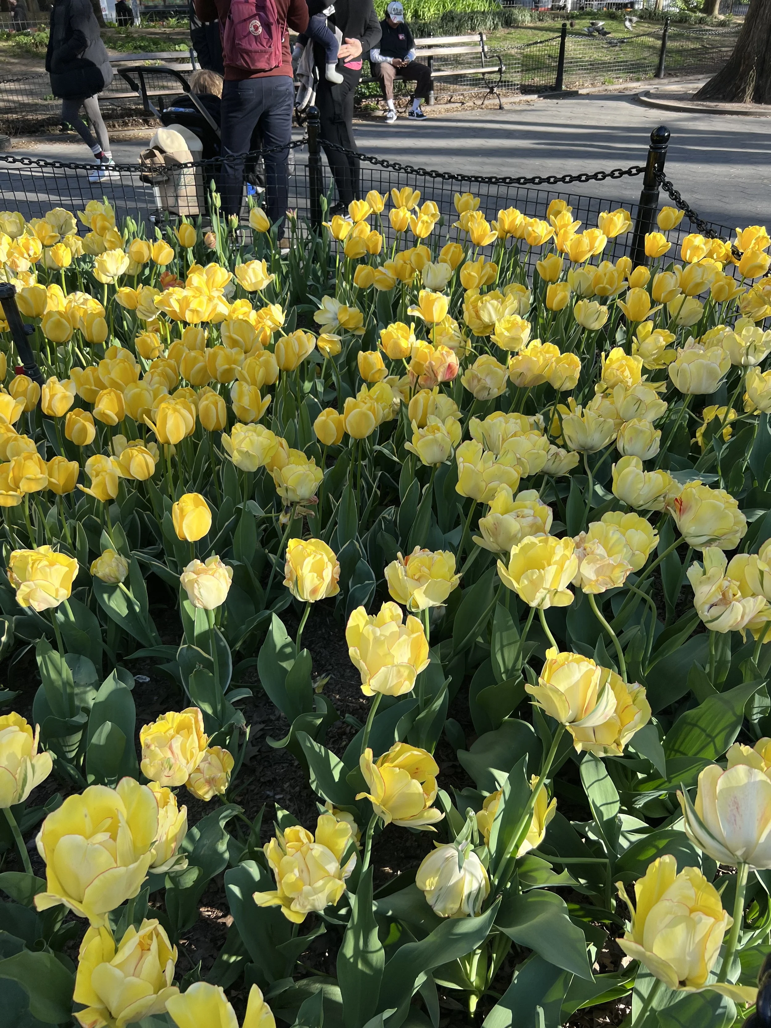 Running into spurts of nature in the city is so lovely. The tulips in spring are beautiful.