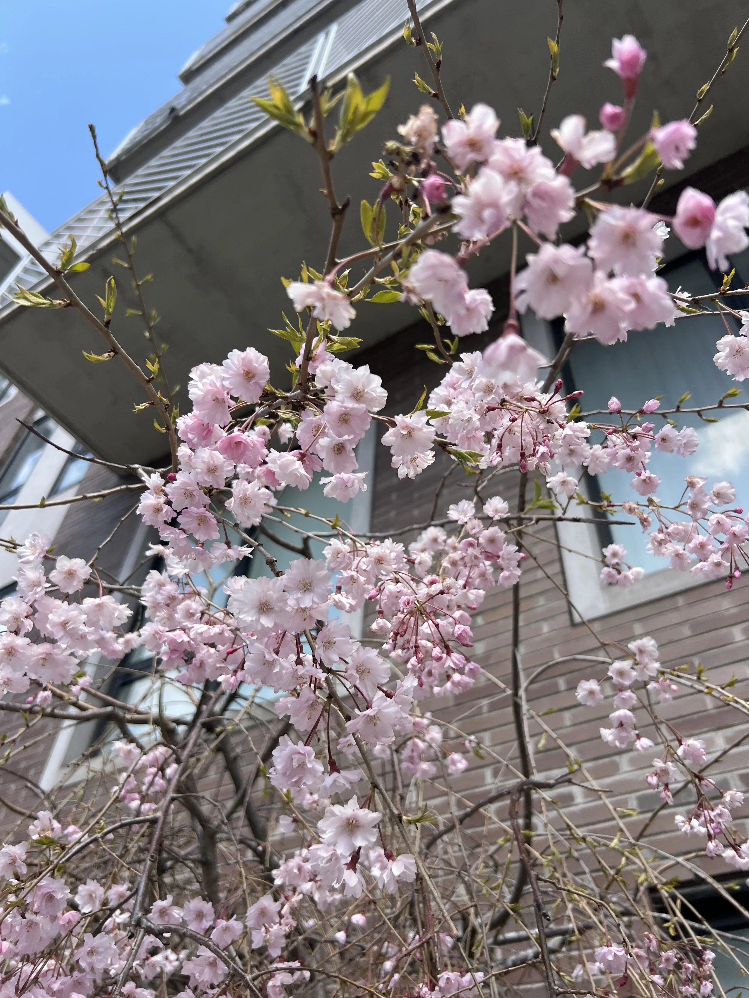 Cherry blossom season is beautiful here
