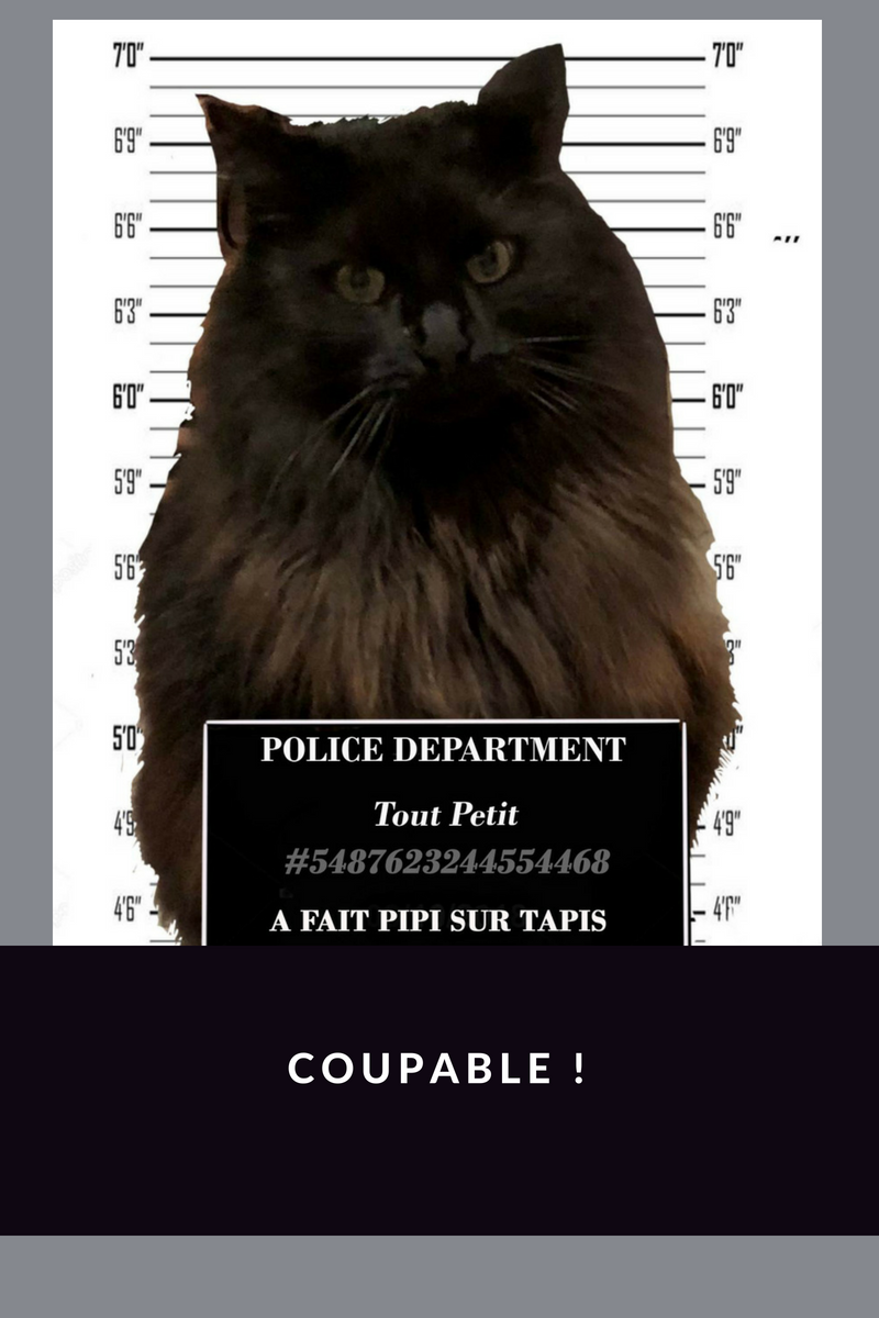 Au secours : pipi de chat sur le tapis !