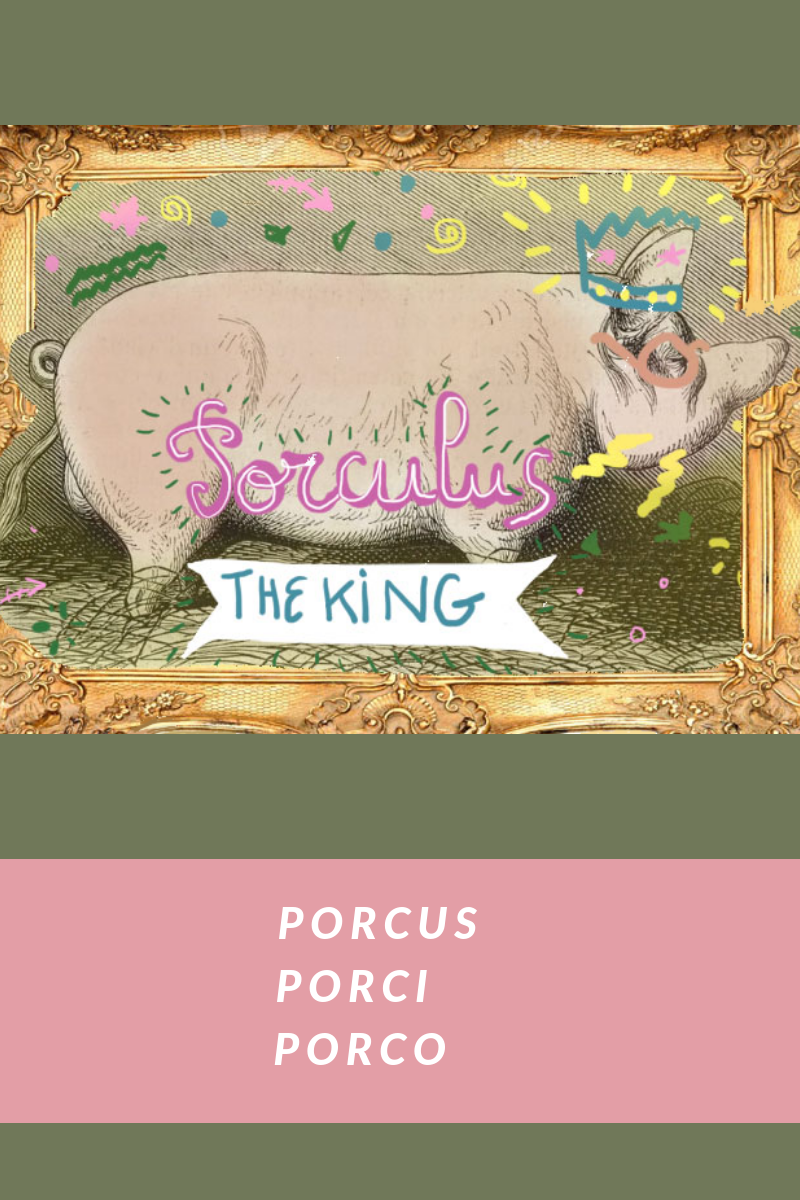 porculus.png