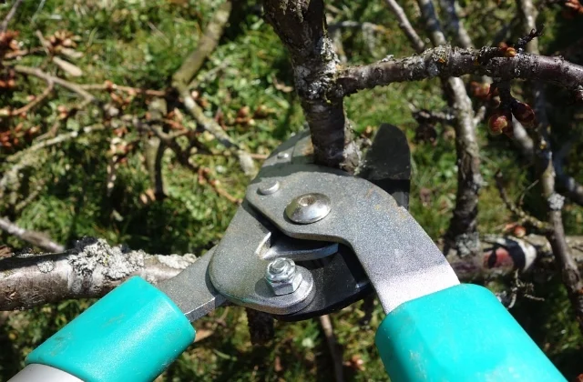 pruning-shears-535350_960_720.jpg