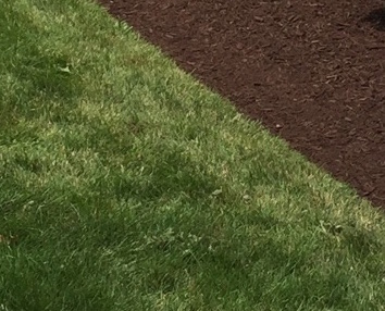 Your mulch job will always look better with a nice clean edge on the mulch beds.