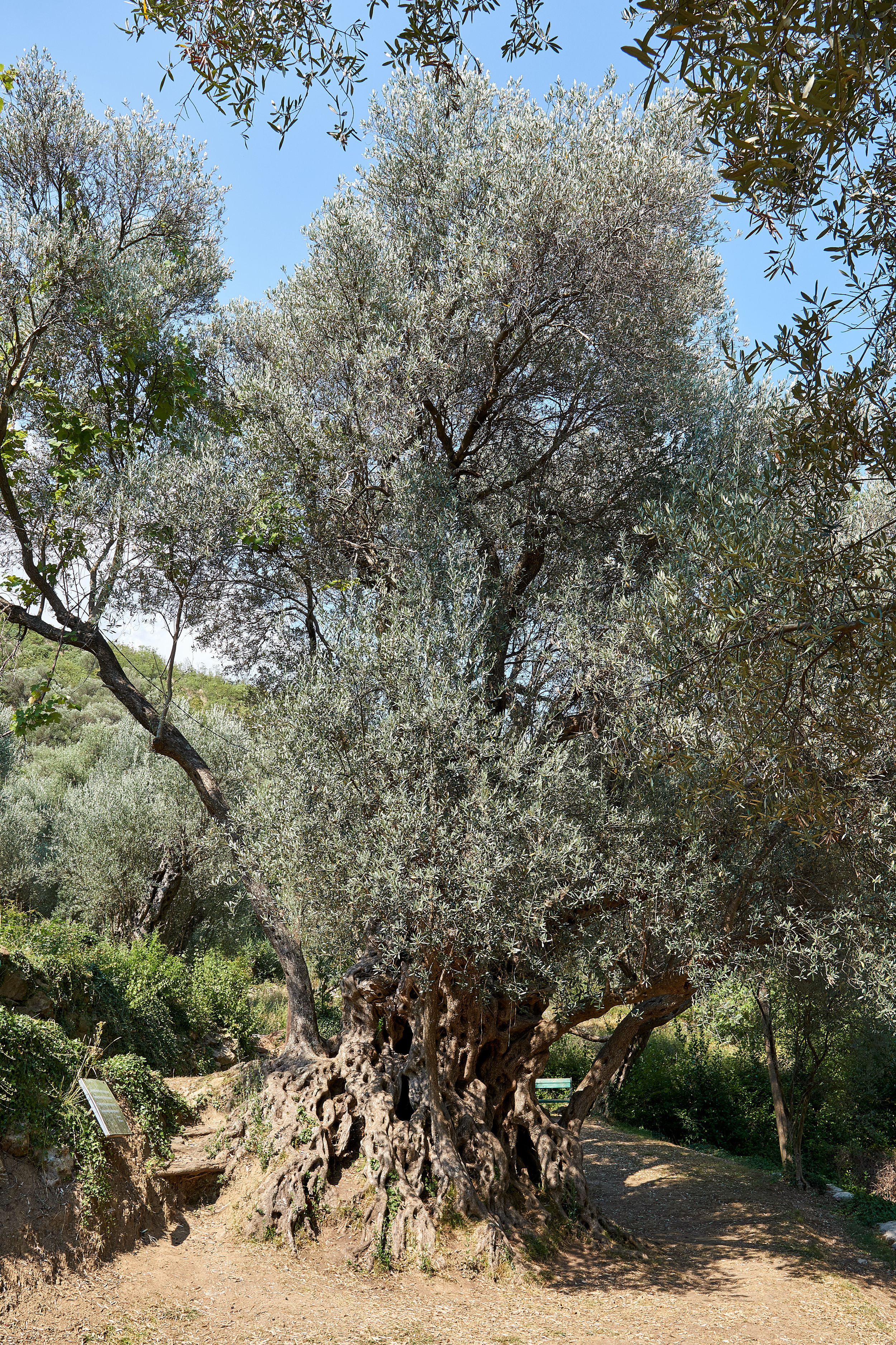 olive tree 1.jpg