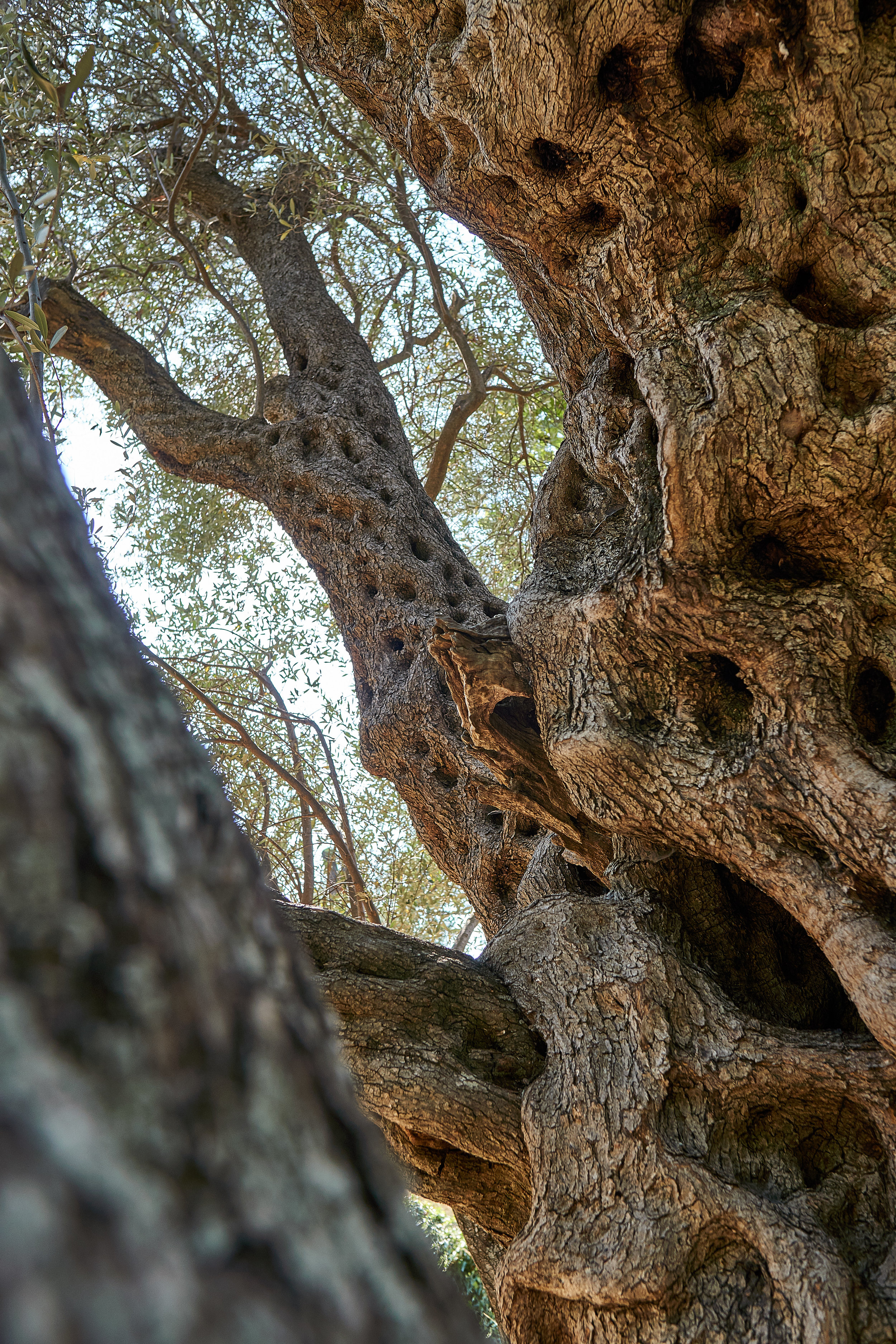 olive tree 3.jpg