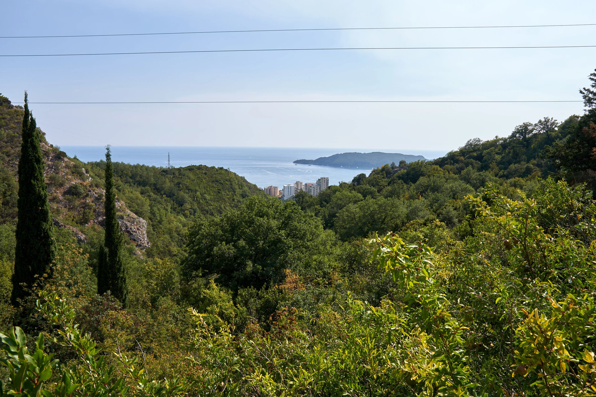 olive tree bay view.jpg