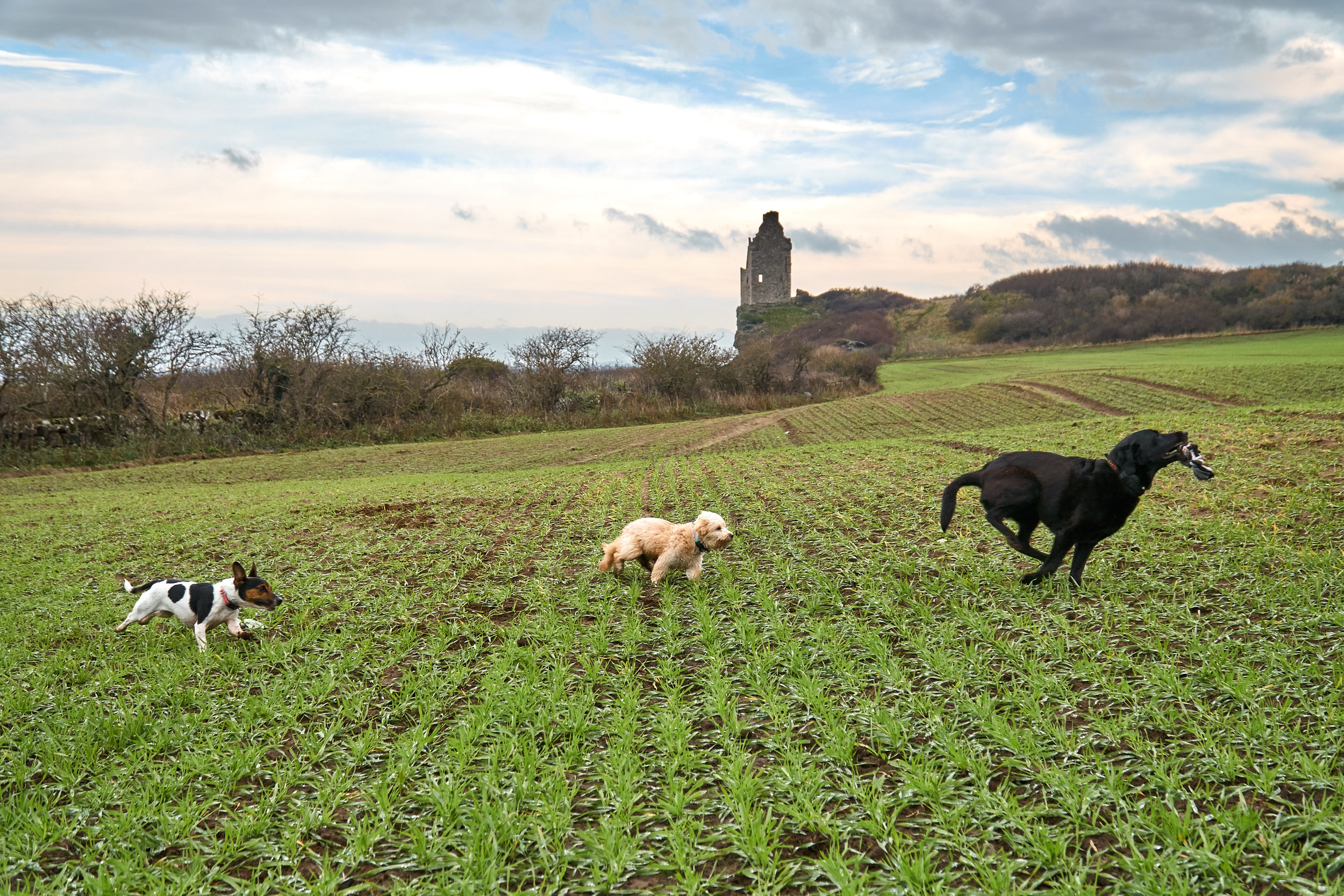 dogs in the field.jpg