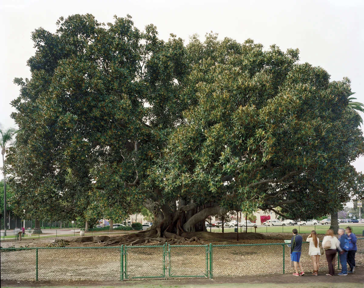 16_Jade_Doskow_Lost_Utopias_San_Diego_Moreton_Bay_Fig_1200.jpg