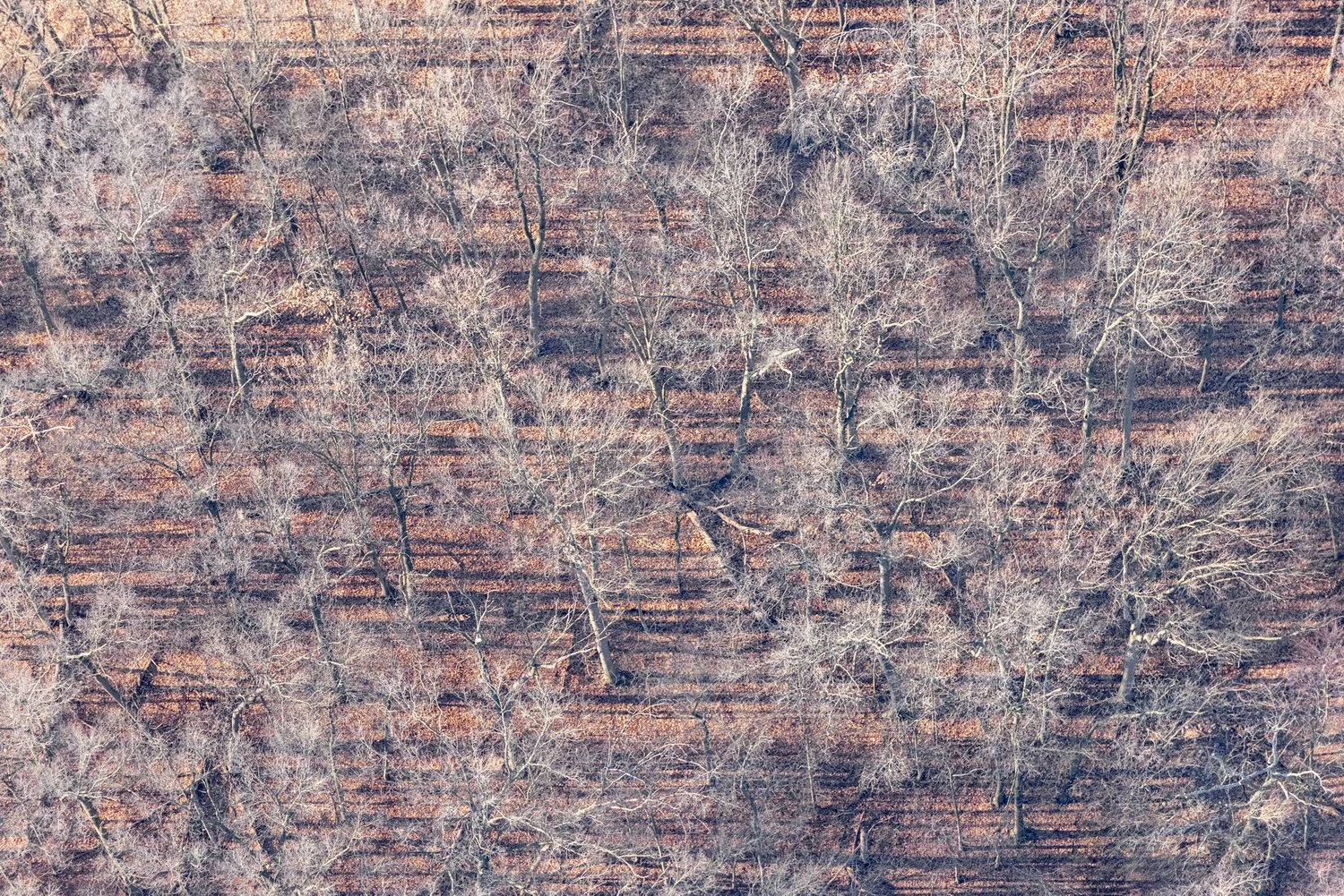 ZW_TreeShadows_preview.jpeg