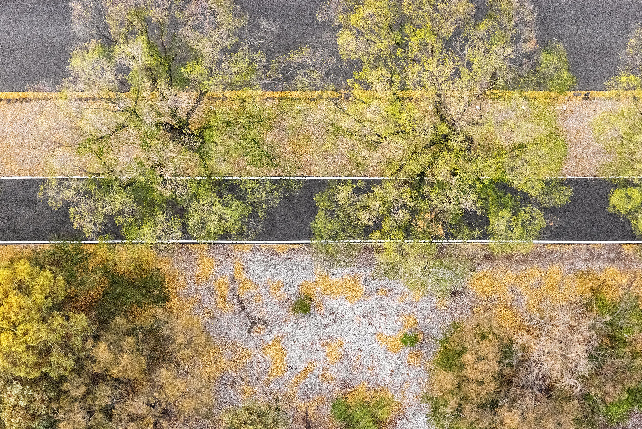 Zoe Wetherall, “Autumn Trees” (archival pigment print) limited edition color photograph