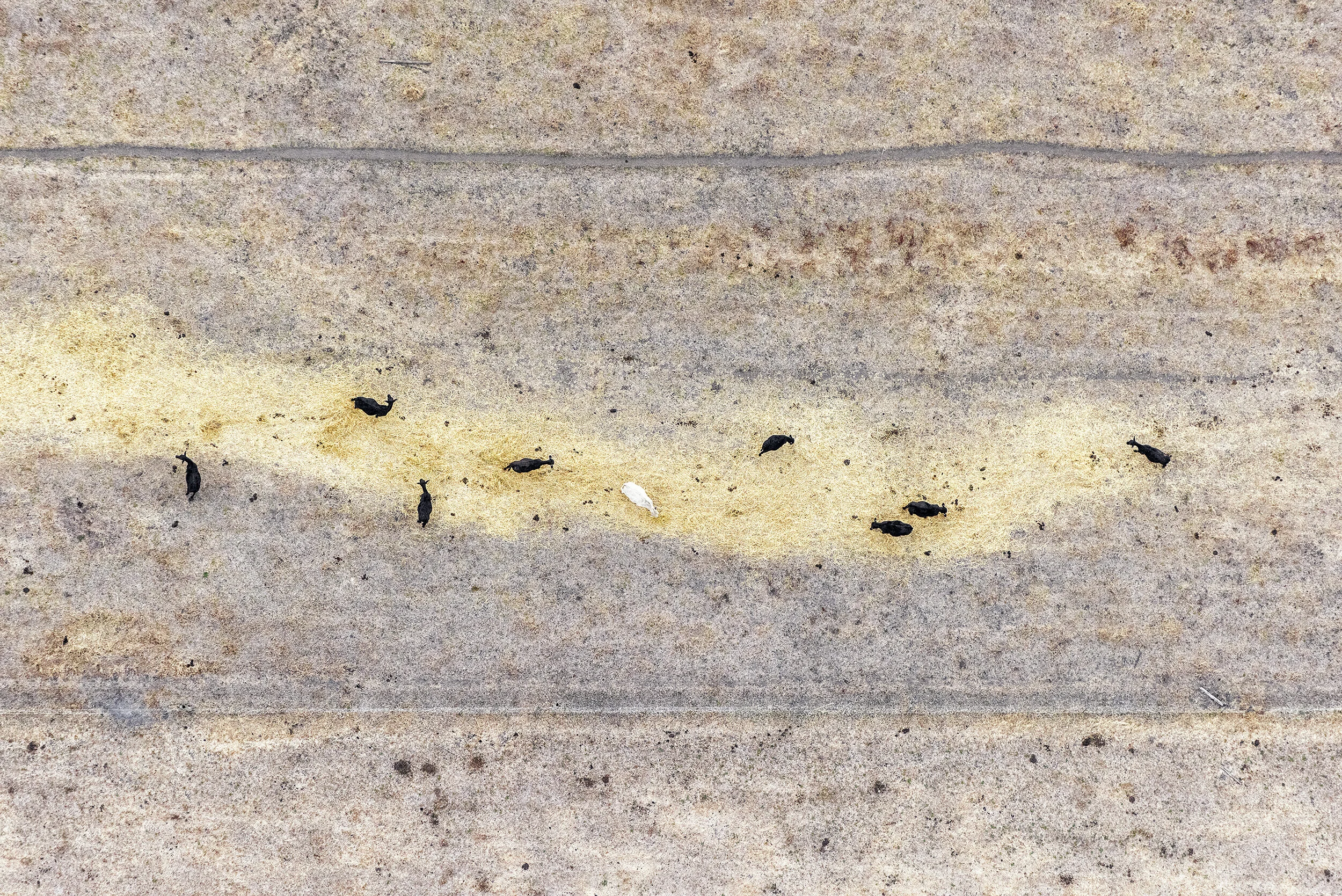 Zoe Wetherall, “Line of Cows” (archival pigment print) limited edition color photograph