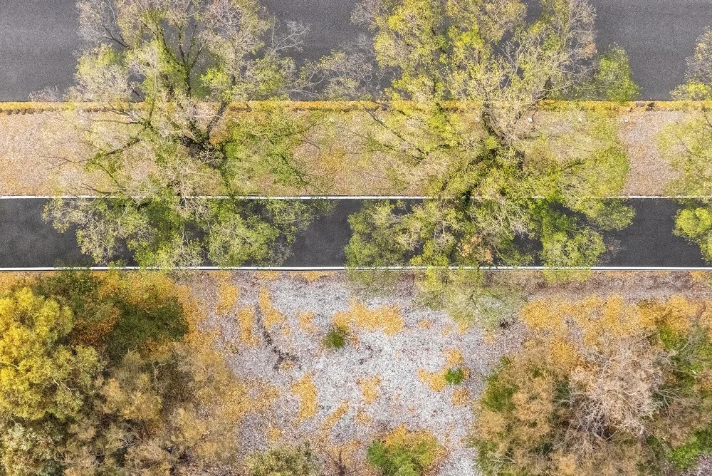 Zoe Wetherall, “Autumn Trees”