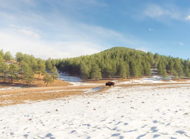 Edie Winograde, "Stardust"