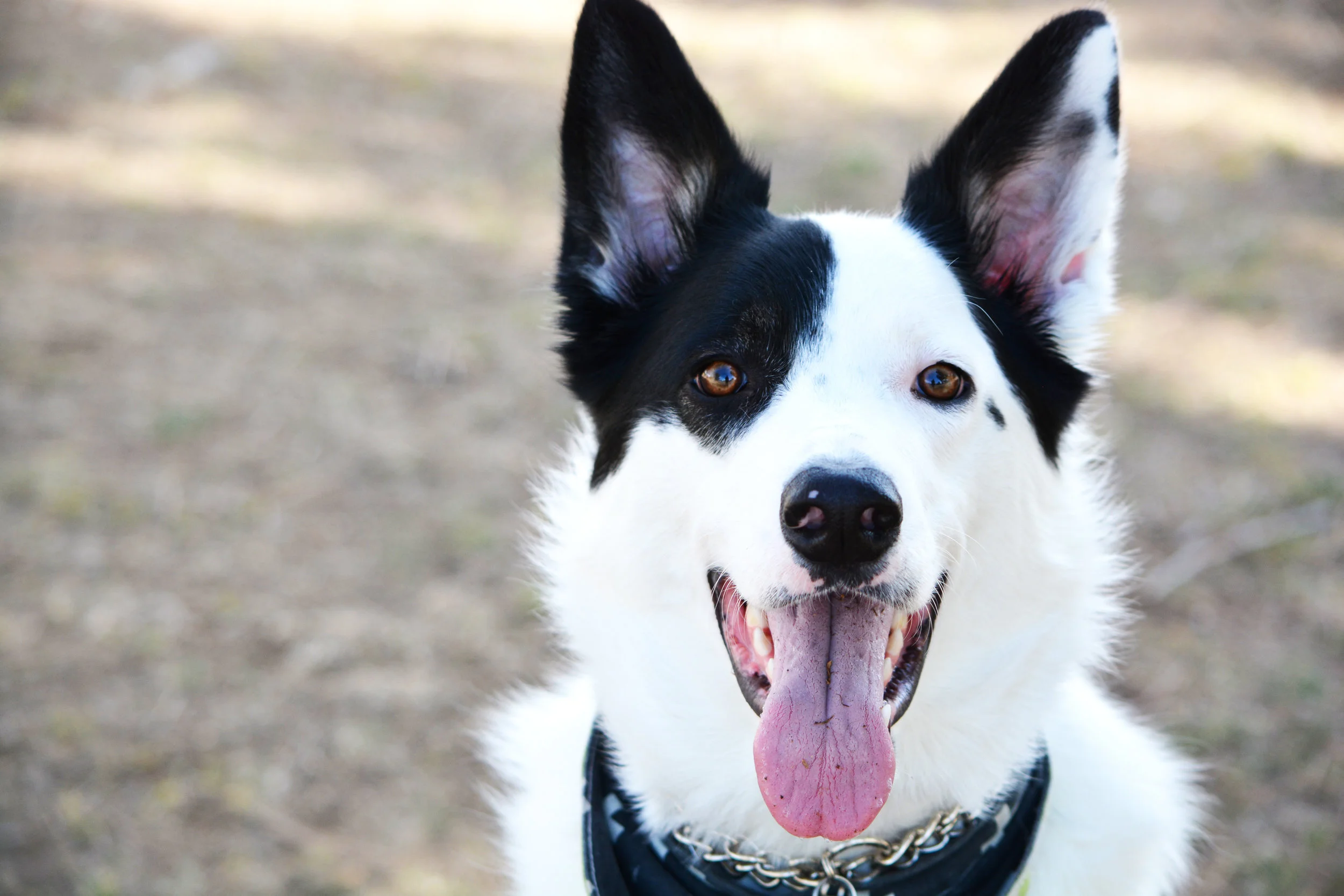 Leo and the New Nikon on the Loose