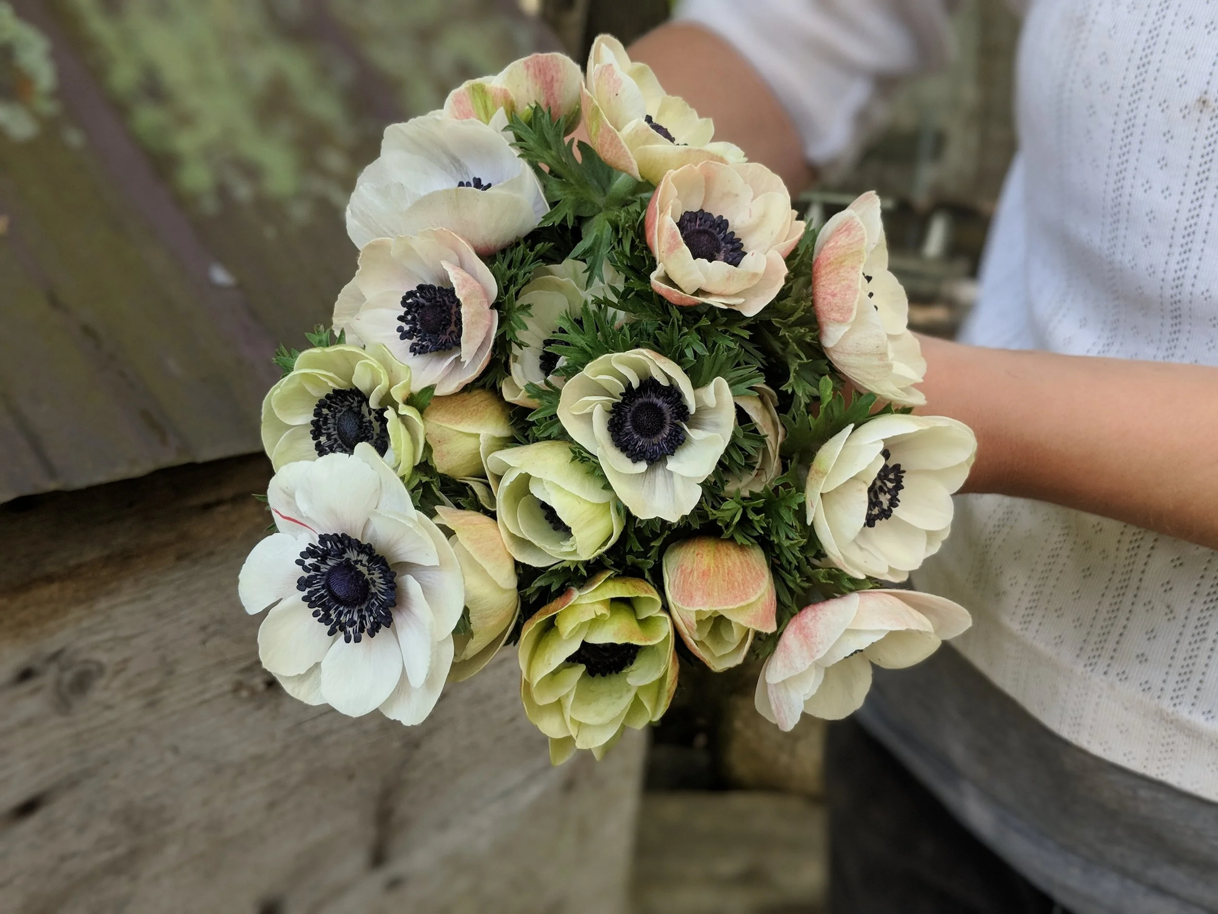 Musings True Bloom Farm