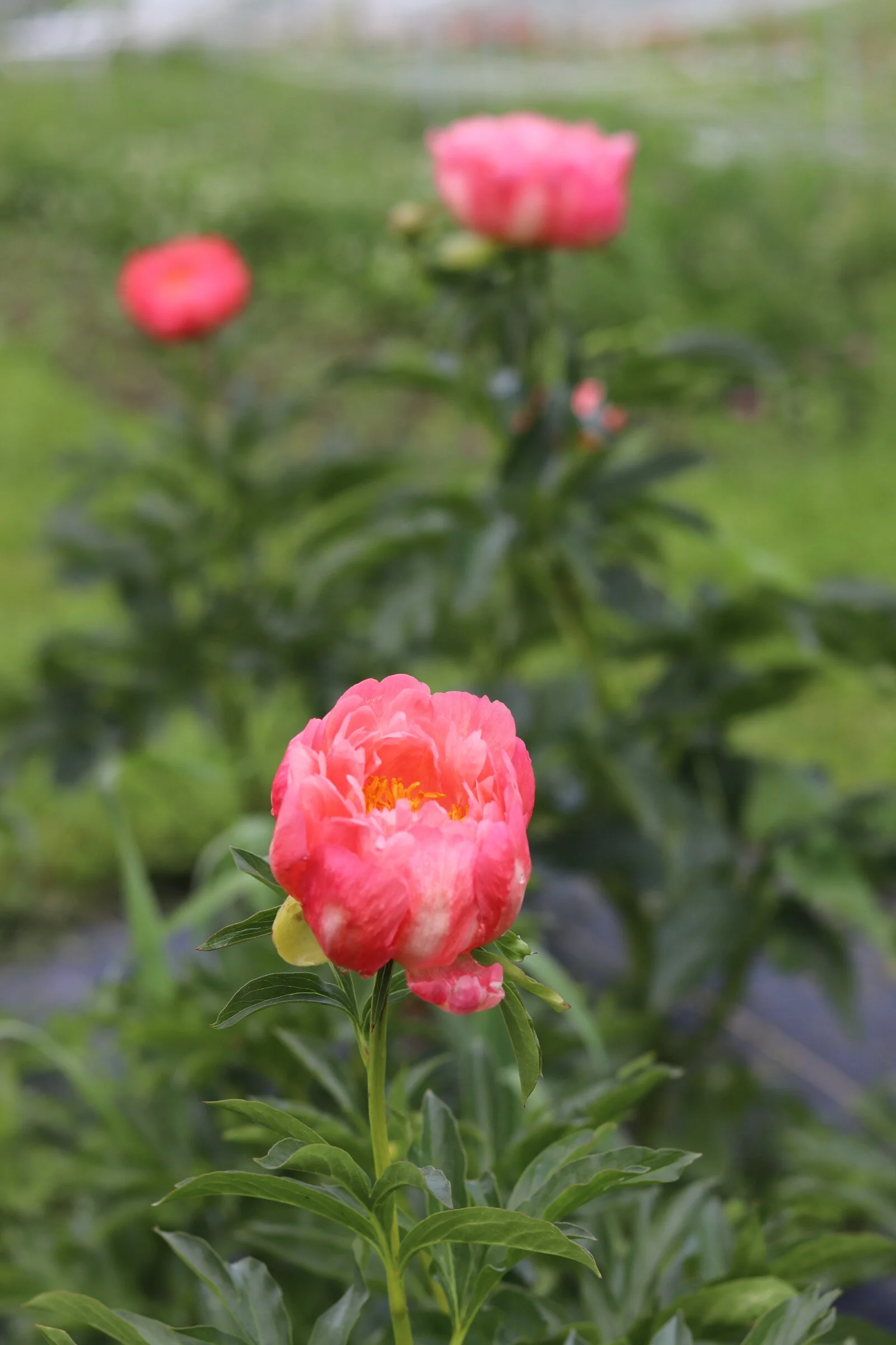 Recommended peony spacing is often 2-4'. Here on our farm we plant at a tight spacing of 12