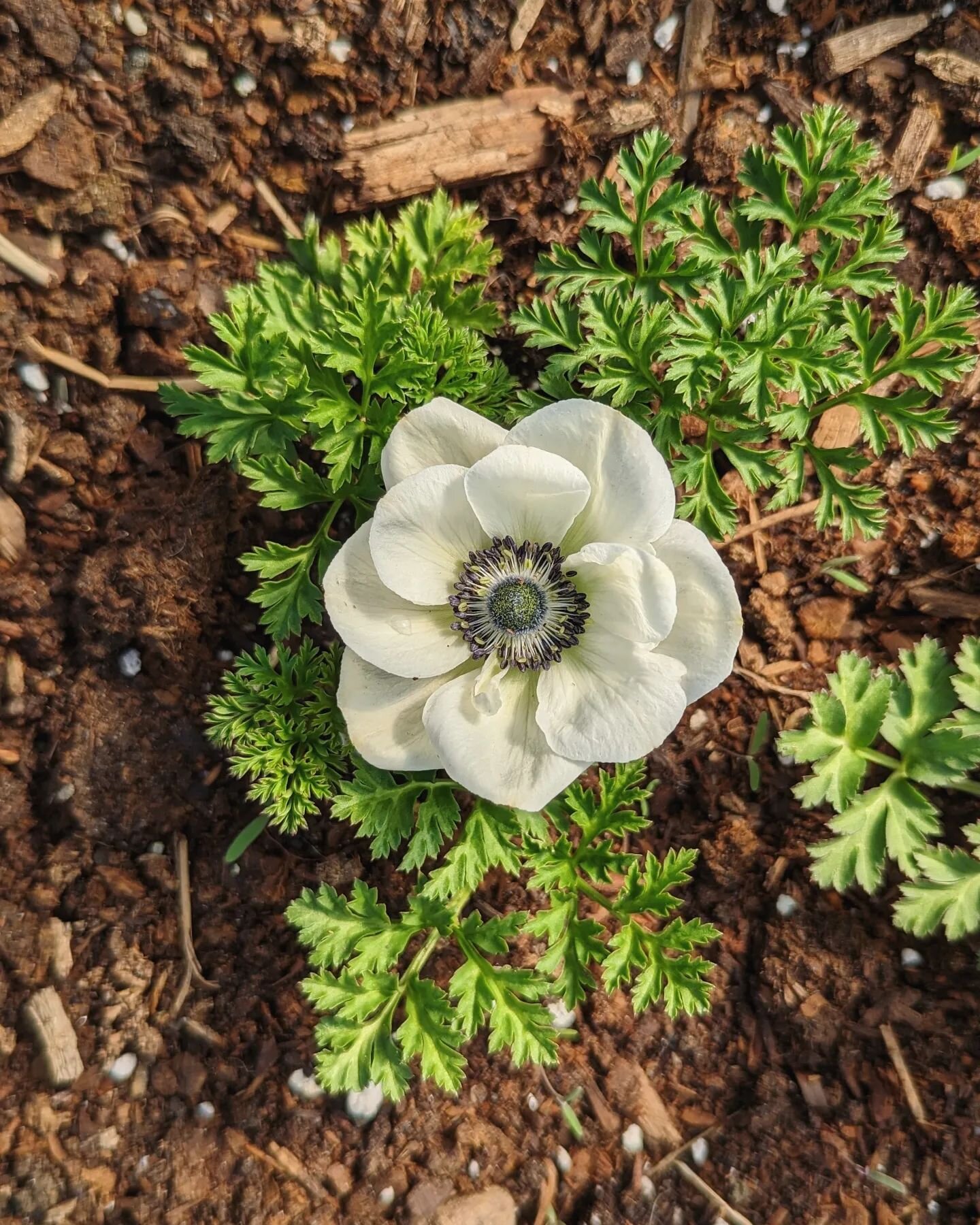 The very first flower to bloom here on our farm is always the anemone. Always starting out on a teeny tiny 1 inch stem, this beauty will grow so much in length as spring progresses. This, my friends, is the beginning!! 🌷💐🪻