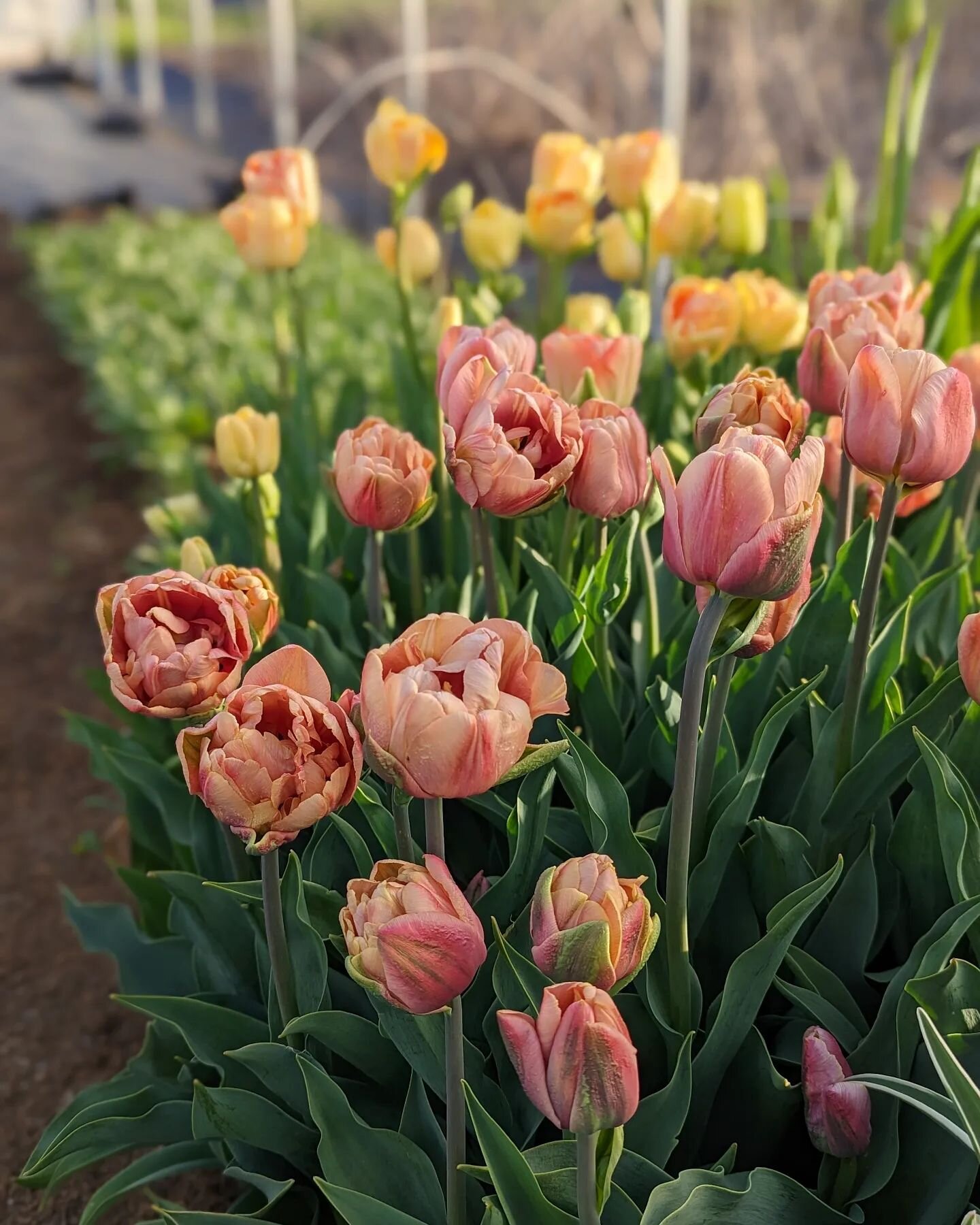 Don't think we forgot about that very special holiday coming up in less than a couple weeks! We'll have lots of gorgeous, fresh flowers available at our road side stand the weekend of Mother's day. Long lasting double tulips, beautiful anemones, frag