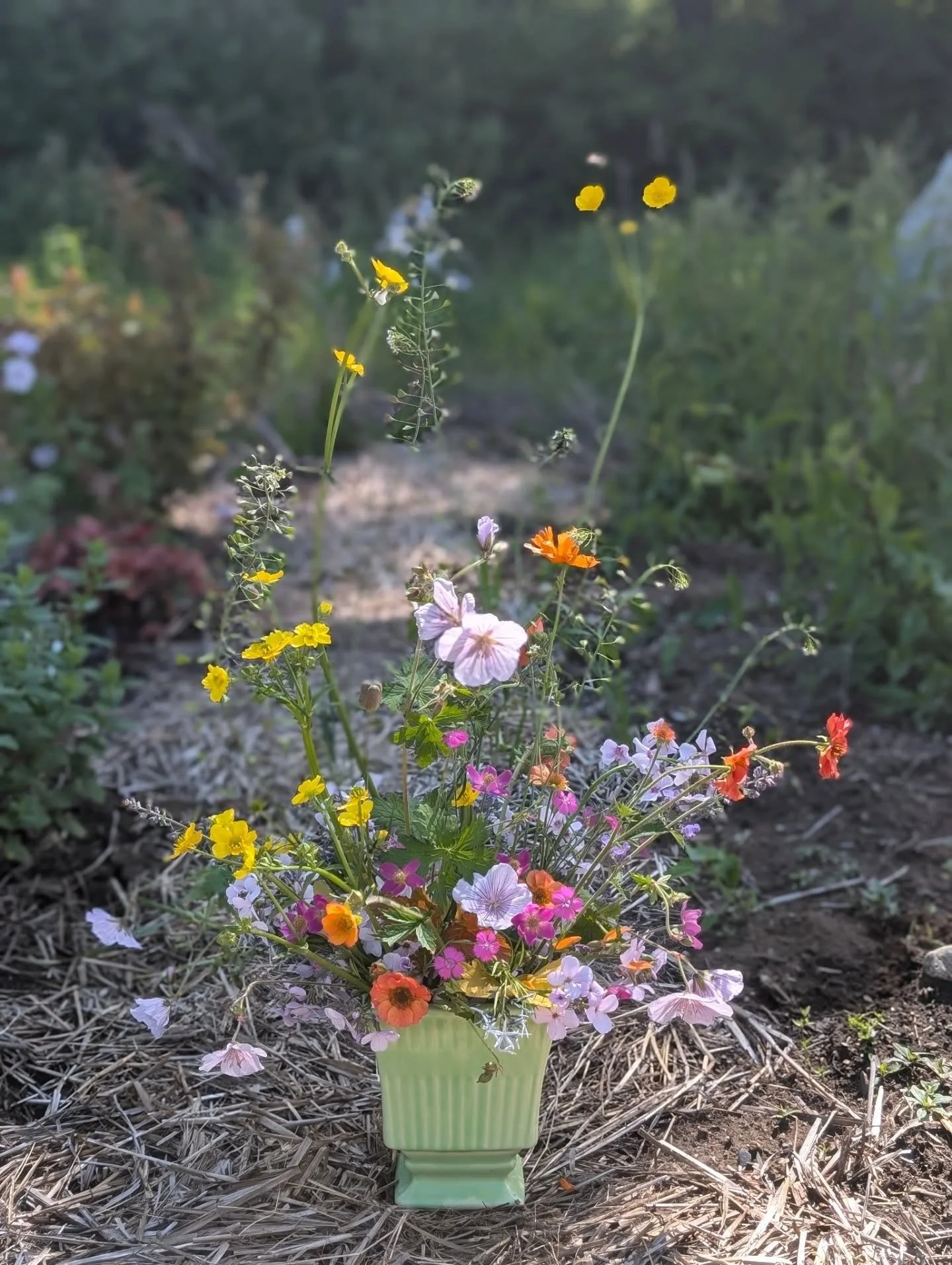 This morning's garden arrangement, made in the garden and photographed in the garden. On the rare occasion I have the time and freedom to create a floral arrangement just for fun, my method is to grab a vase and head out to the field to snip some of 