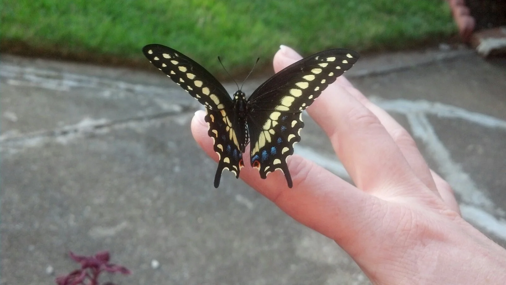 butterfly.jpg