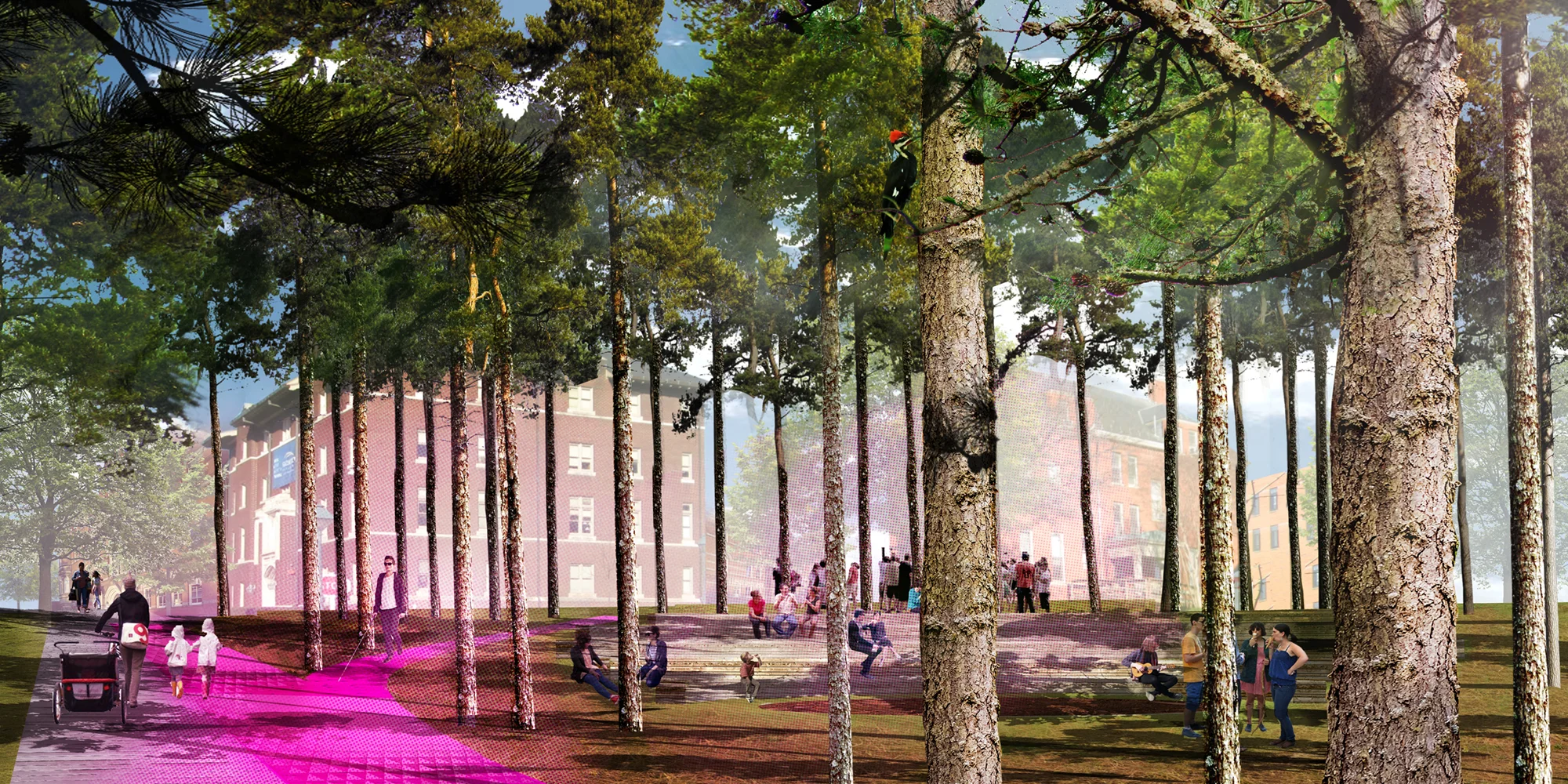 Forest_Amph.jpg