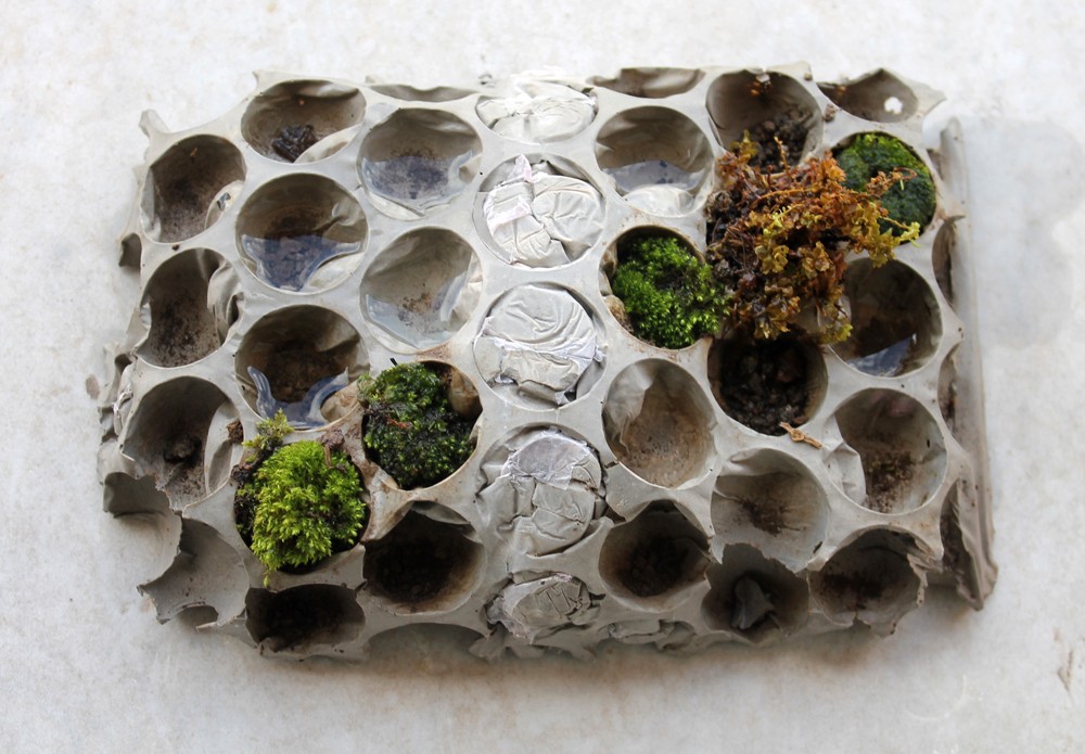 SINK GARDEN