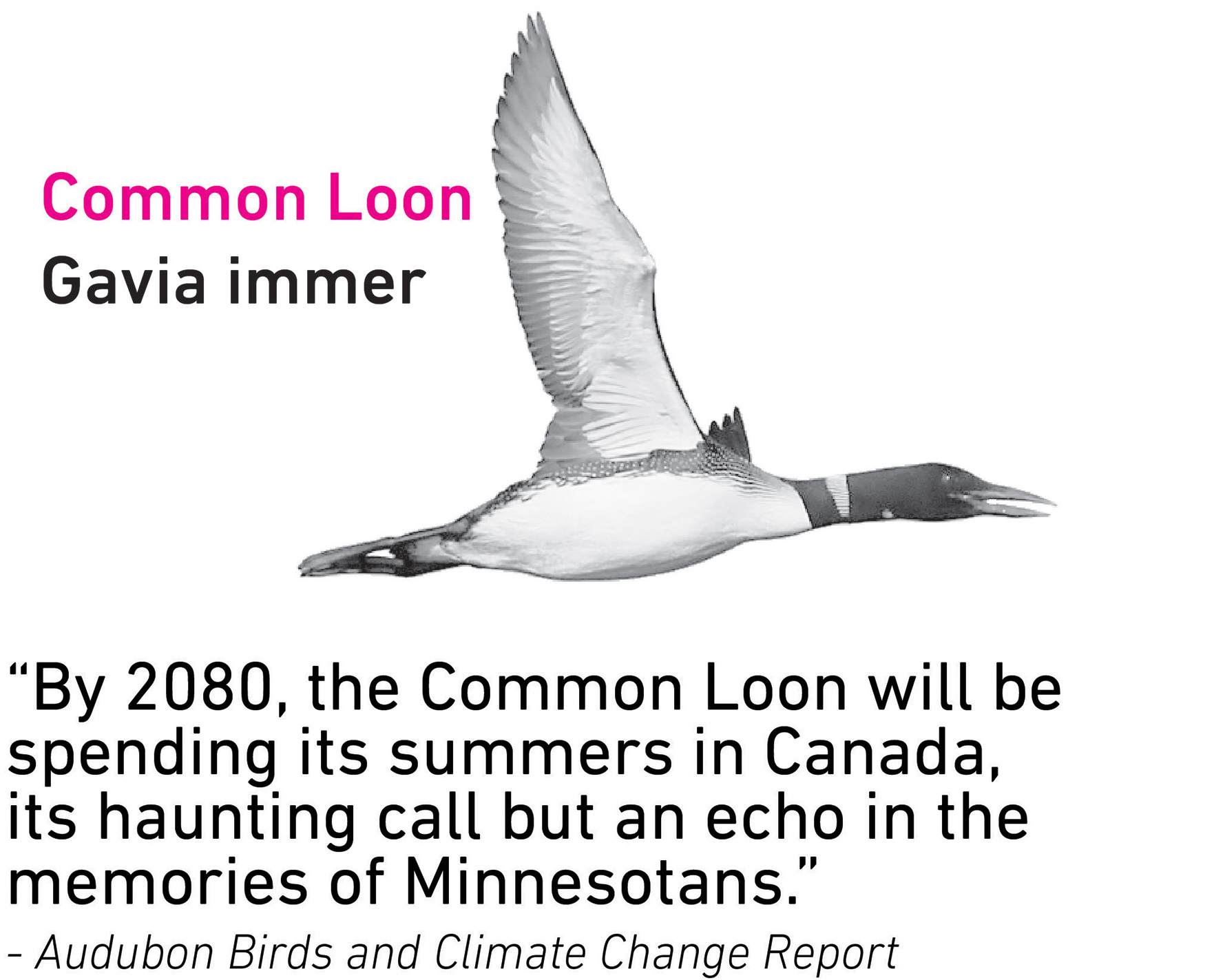 Common Loon.jpg