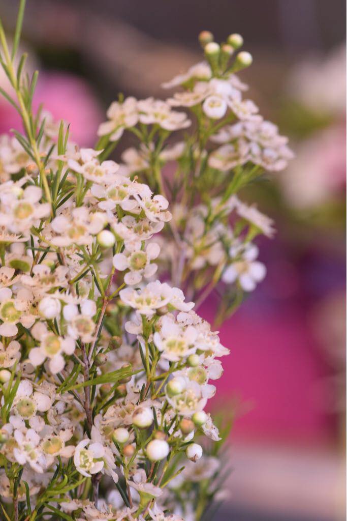 Mini White Wax Flower 