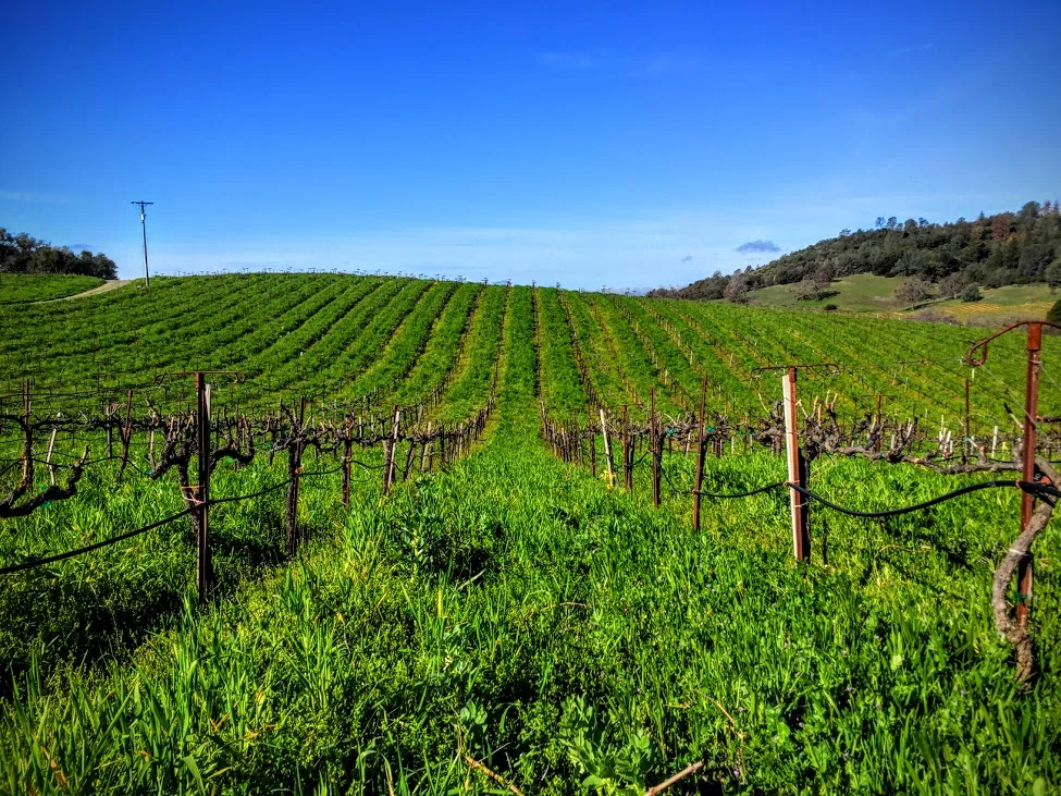 Vineyard Happenings — CLOCKSPRING VINEYARDS