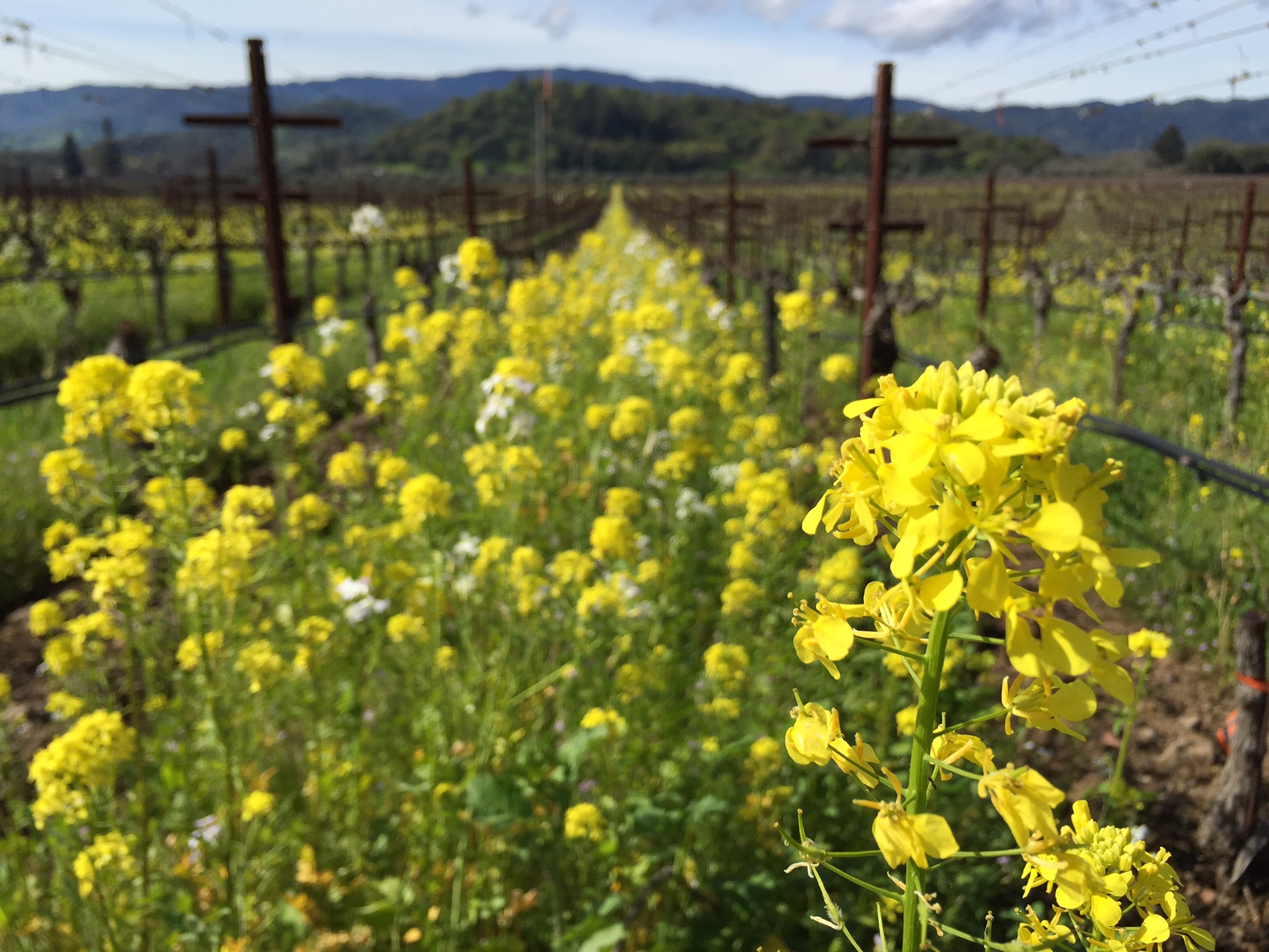 We are proud to implement a specialized cover crop and tillage program that maximizes vineyard and soil health.
