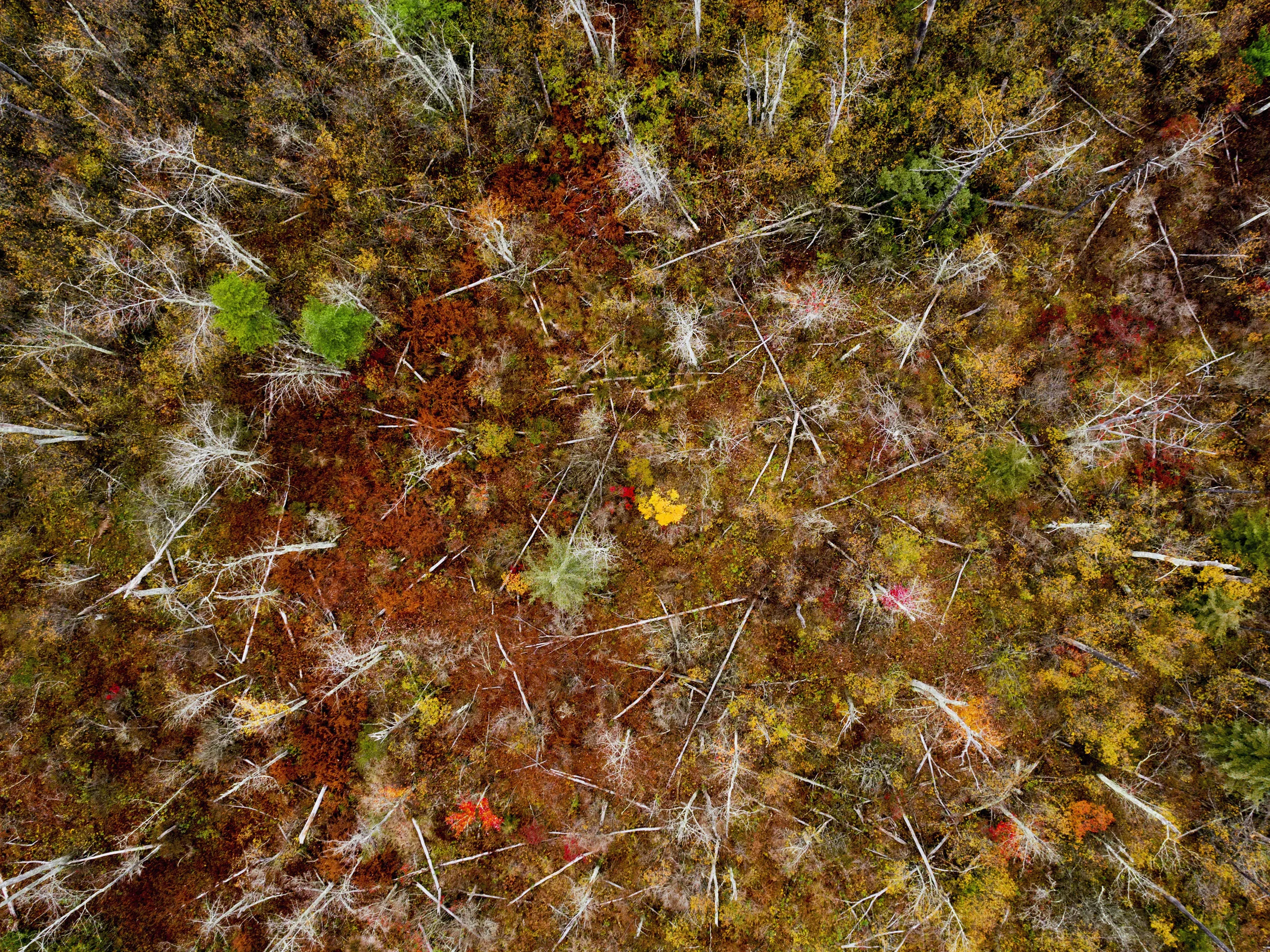 COLORS OF FALL.jpg