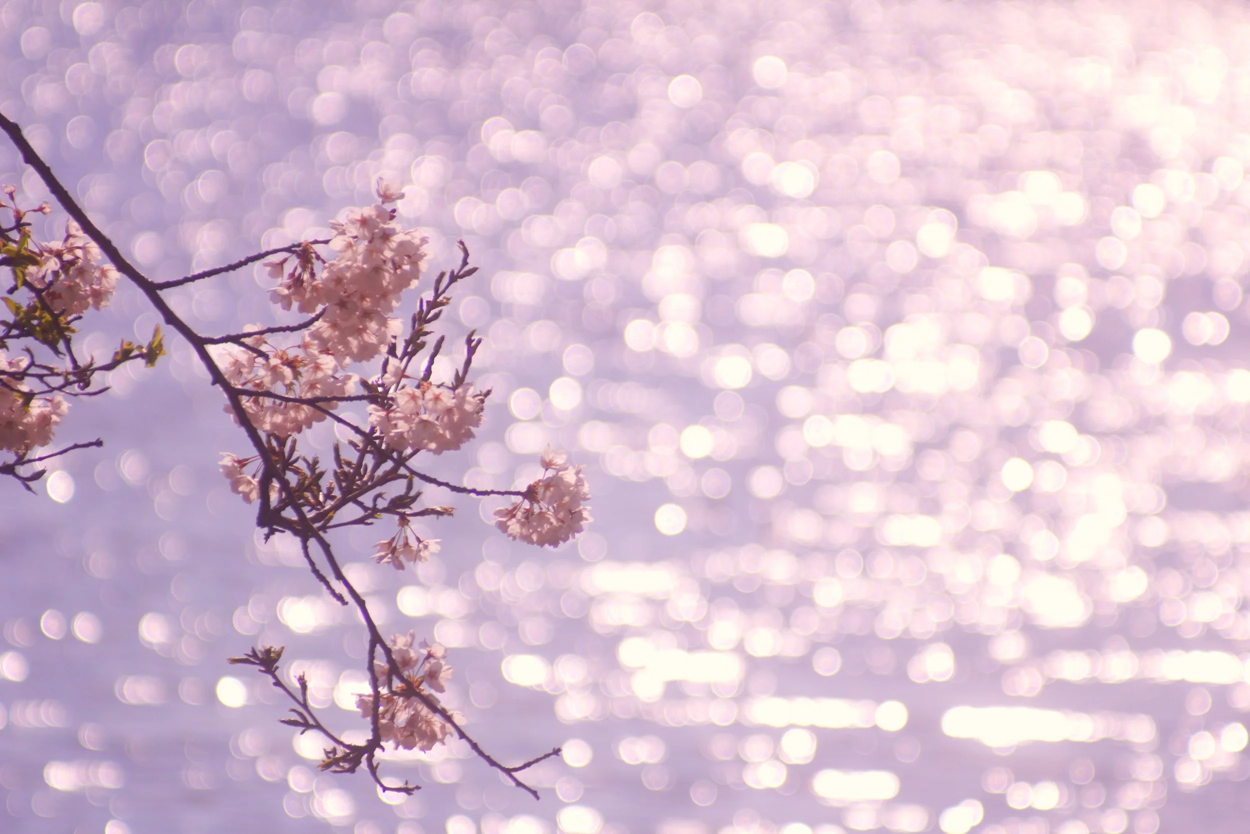 What Spring Teaches Us About Reinvention