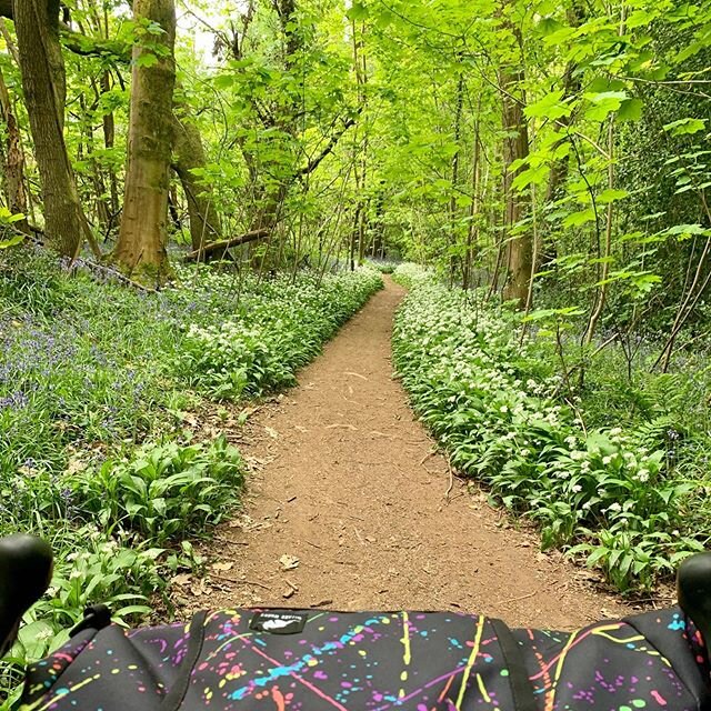Breaking all the rules and double posting #tbt because there were too many nice trees at the weekend. I also at a pear. #leighwoods #wildgarlic #wildgarlictrail #lifebehindbars #trees #bristol #cycling #foresttrack #gravelbikes #teddybinglescyclery #