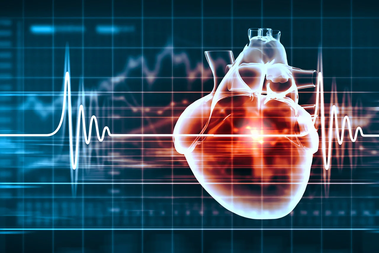 cardiovascular 3.jpg