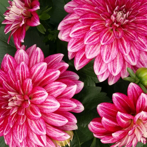 Dahlias-homepage-gallery.jpg