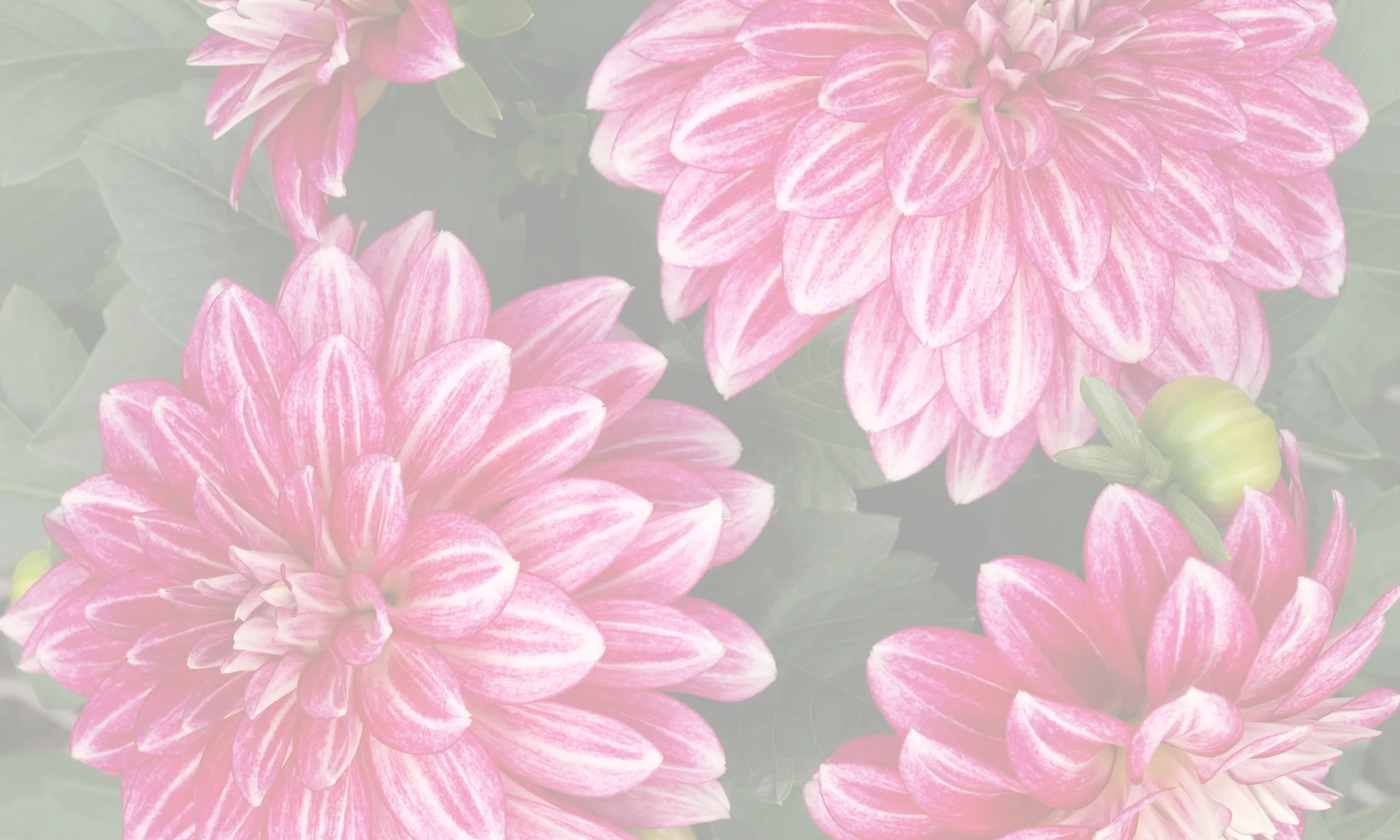 Dahlias-quote-image-2018.jpg