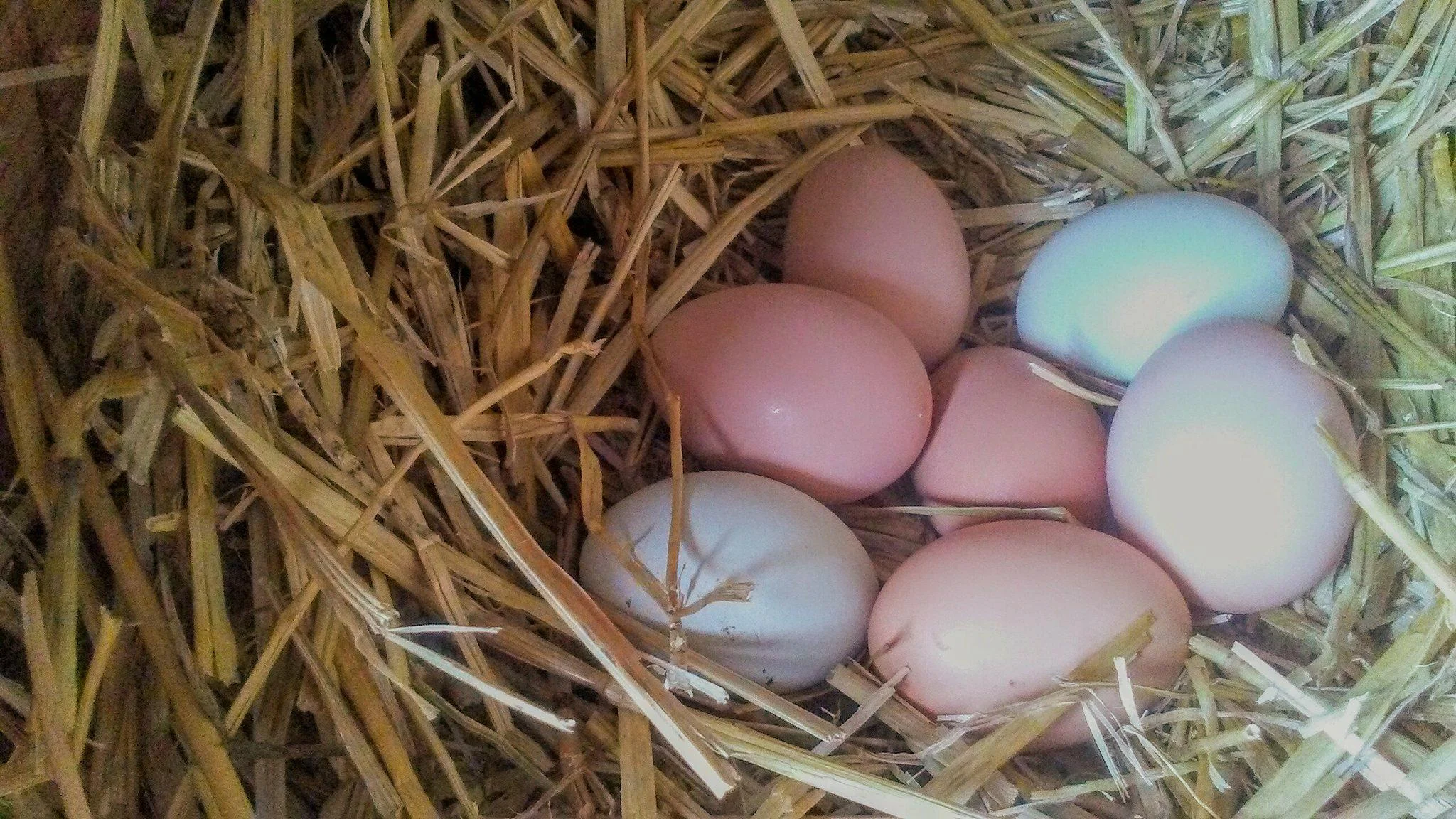 Our rainbow colored eggs.