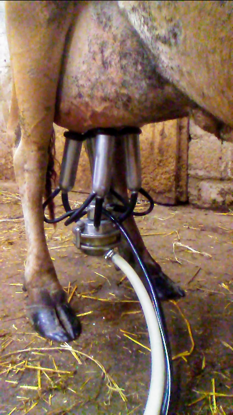 Malibu with milker.png