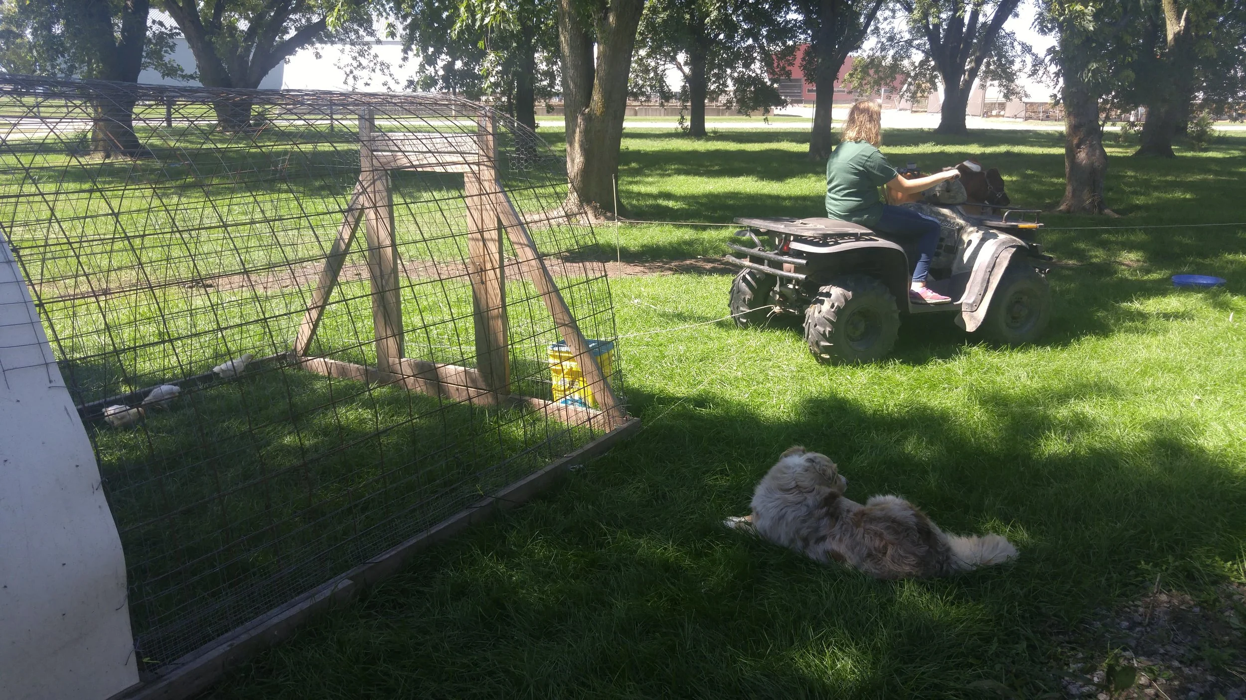 Penny’s making sure K~ is moving the chickens in an appropriate manner. AKA slacking on the job..