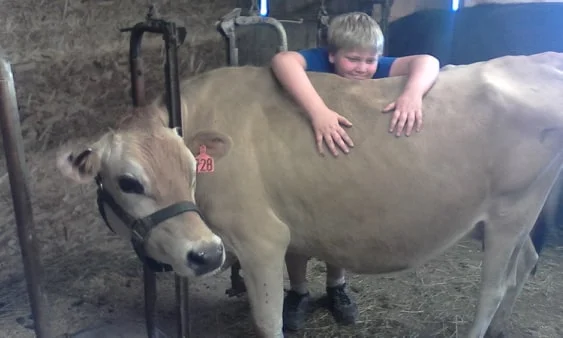 In memory of Daffy, our sweet Jersey. She was small even for a Jersey. J~ and his favorite cow!