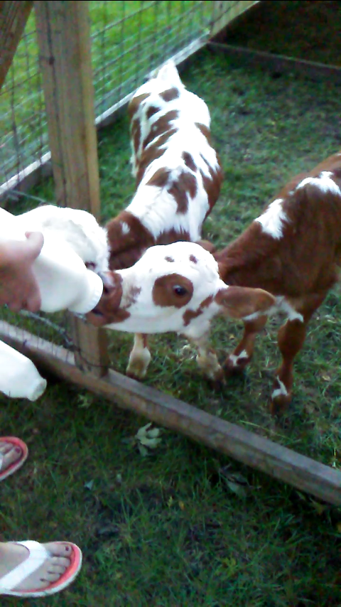 bottle feeding twin calves.png