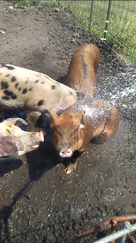 Yeah, it’s dirty. But pigs don’t sweat. They need mud to keep cool.