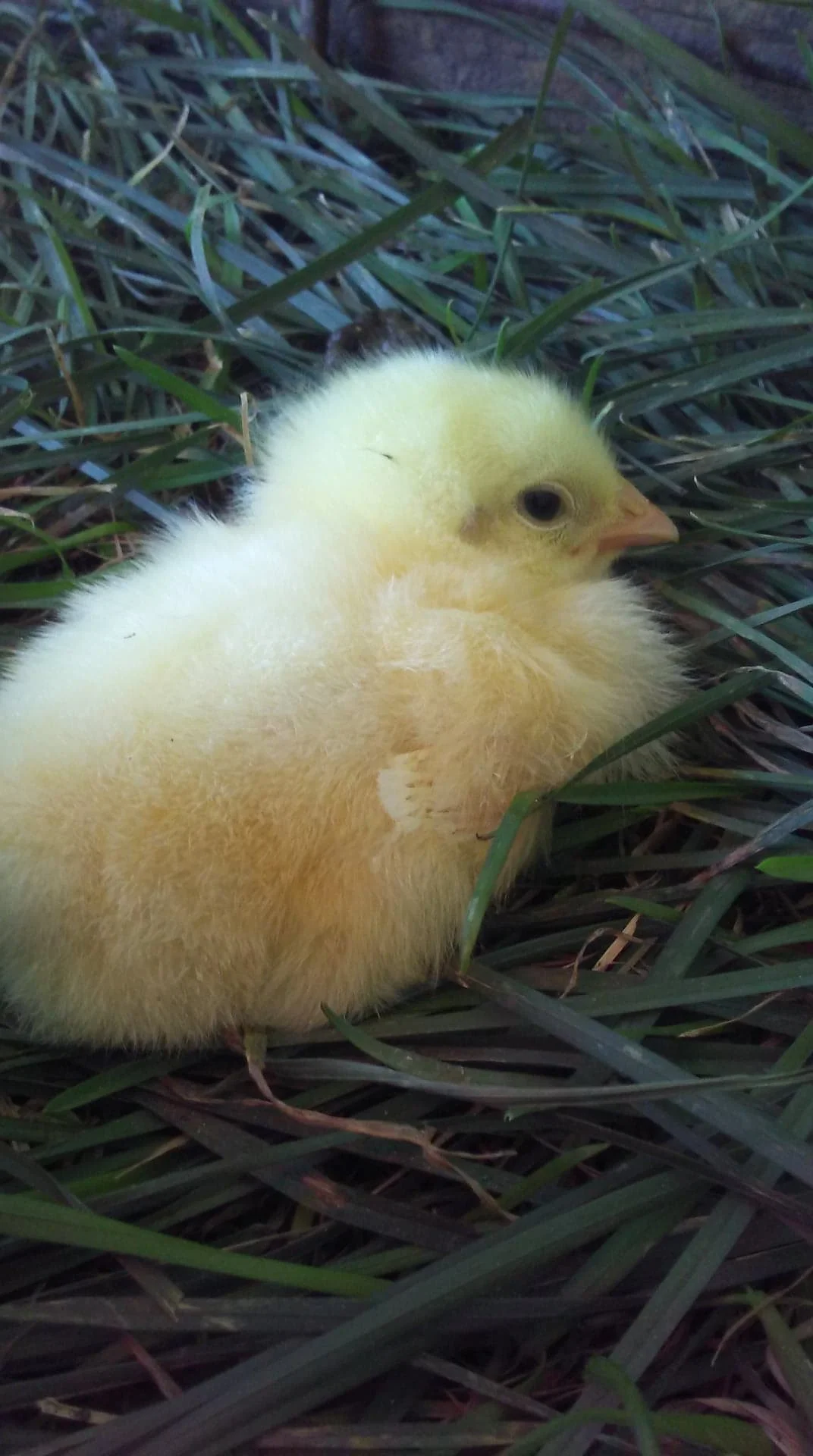 Day old meat chick on grass.